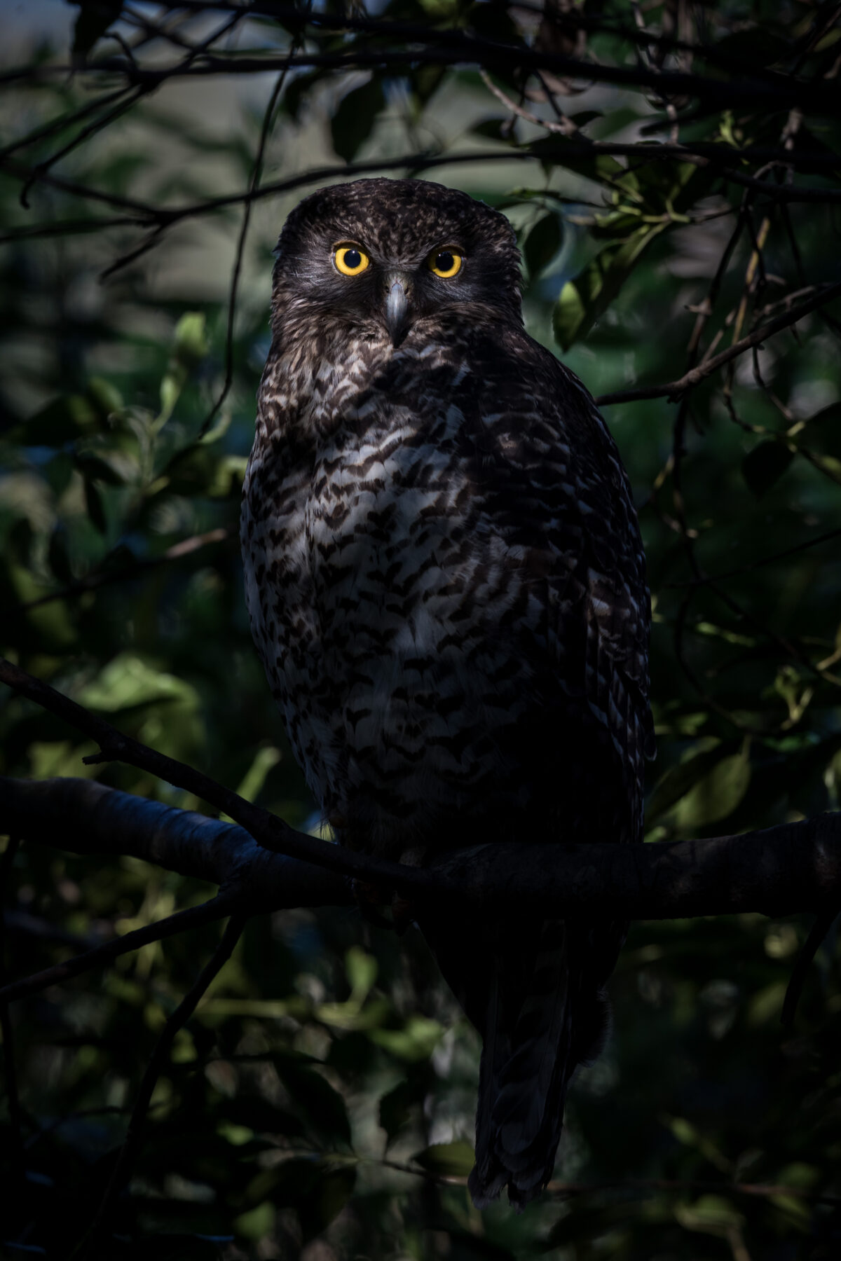 A powerful owl