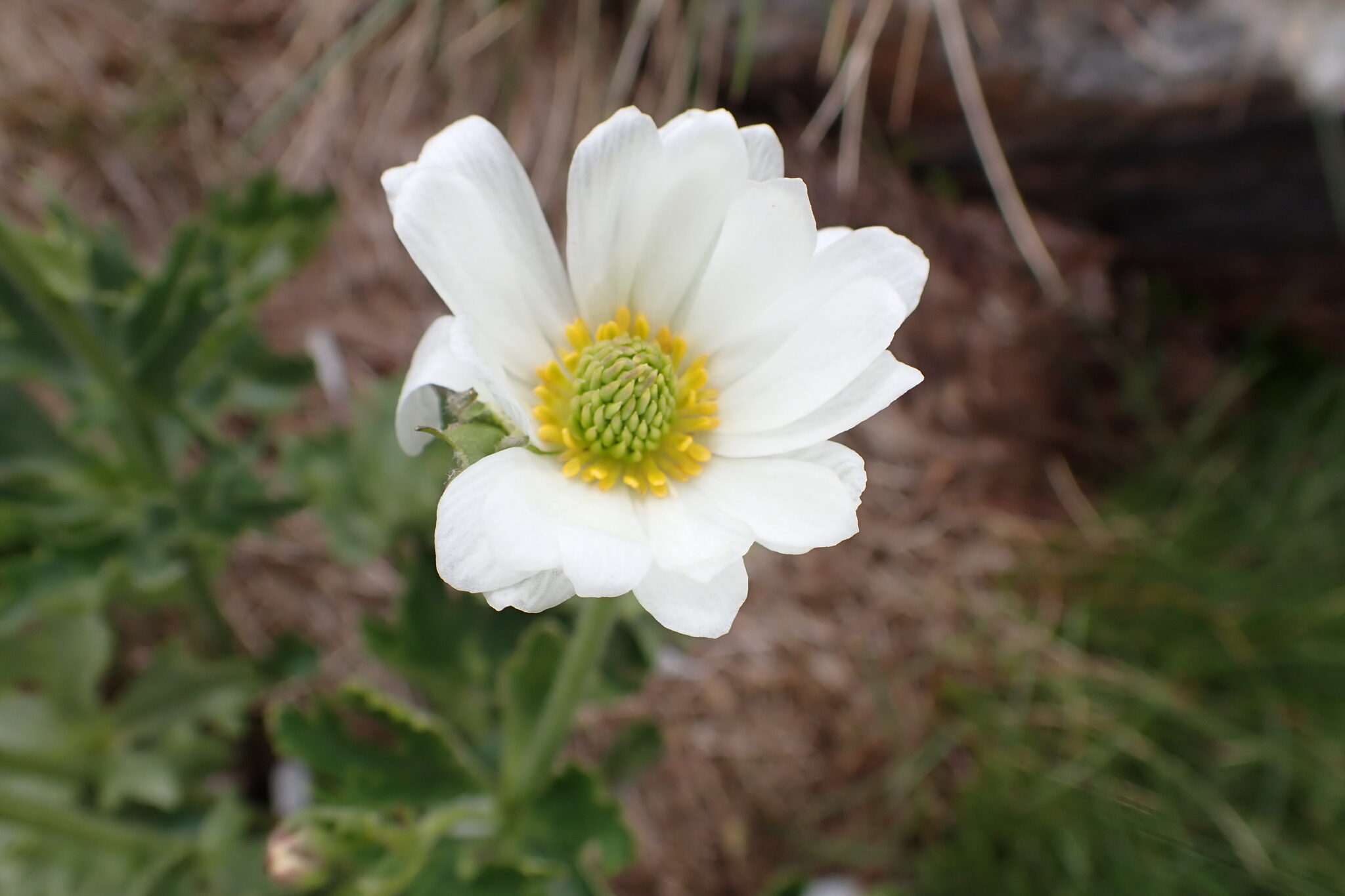 anemone buttercup (Ranunculus anemoneous)