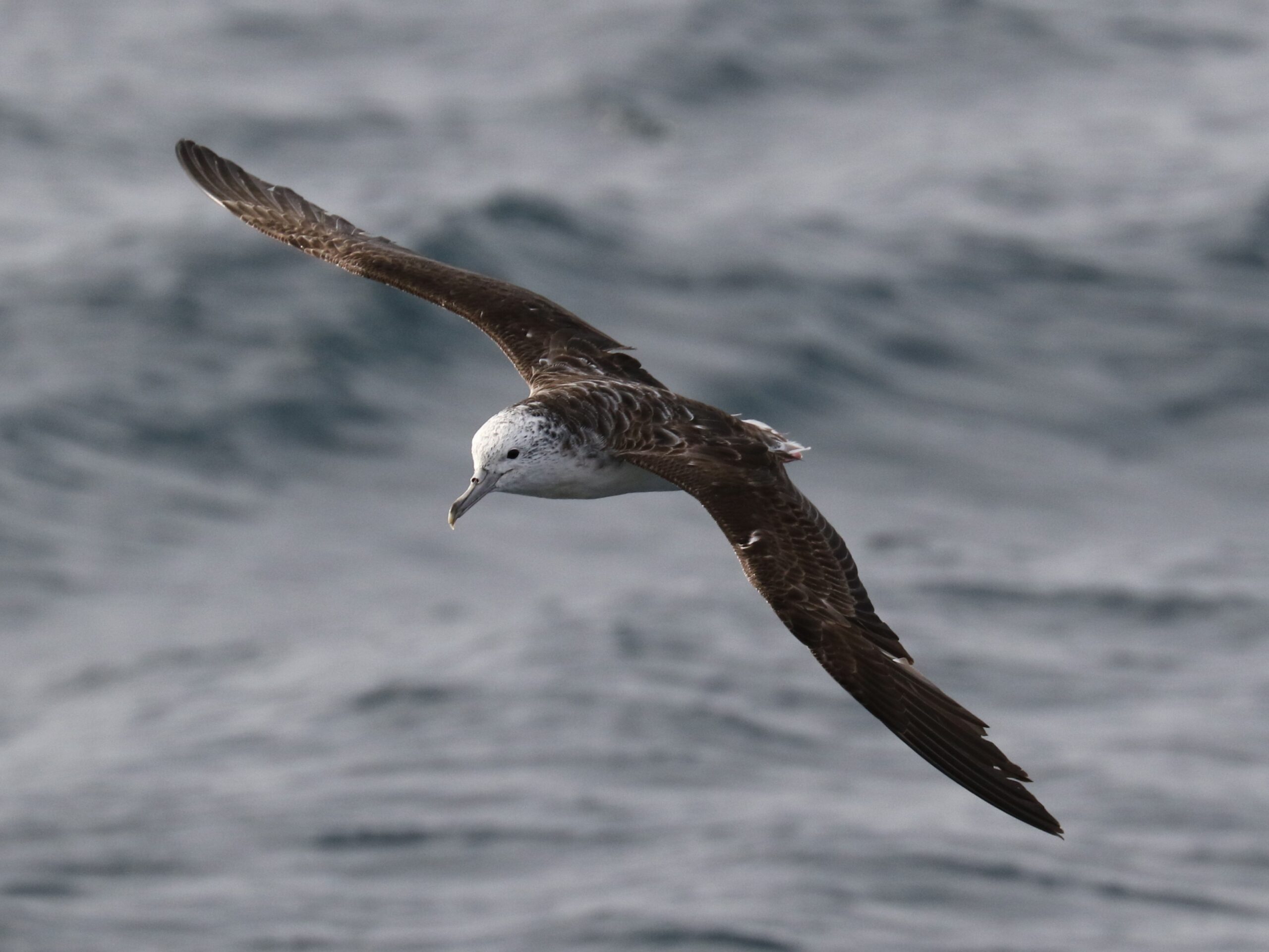 Image for article: This seabird prefers pooping while flying