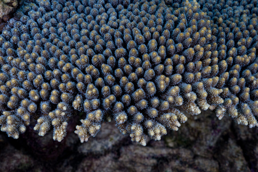 The edge of a colony of Acropora nyinggulu coral