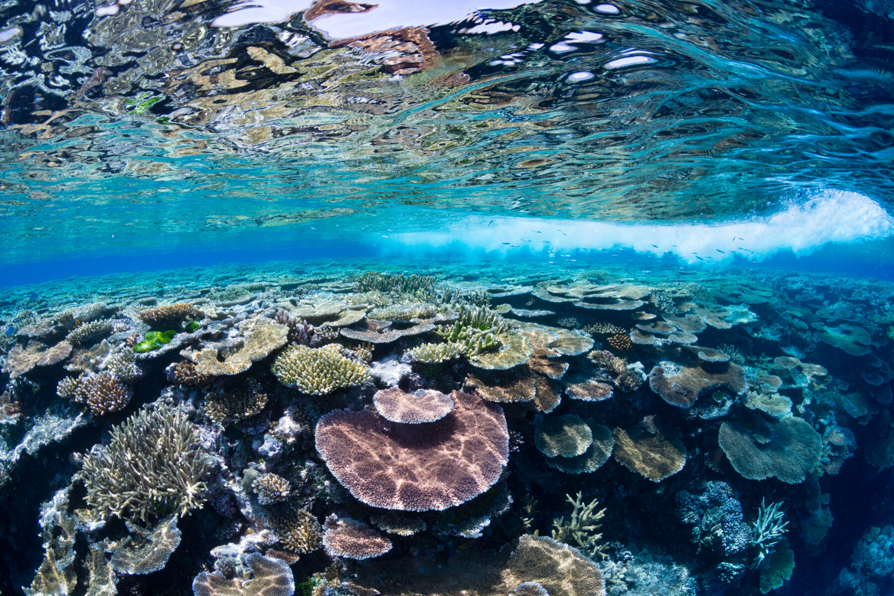 Tabular Acropora species coral