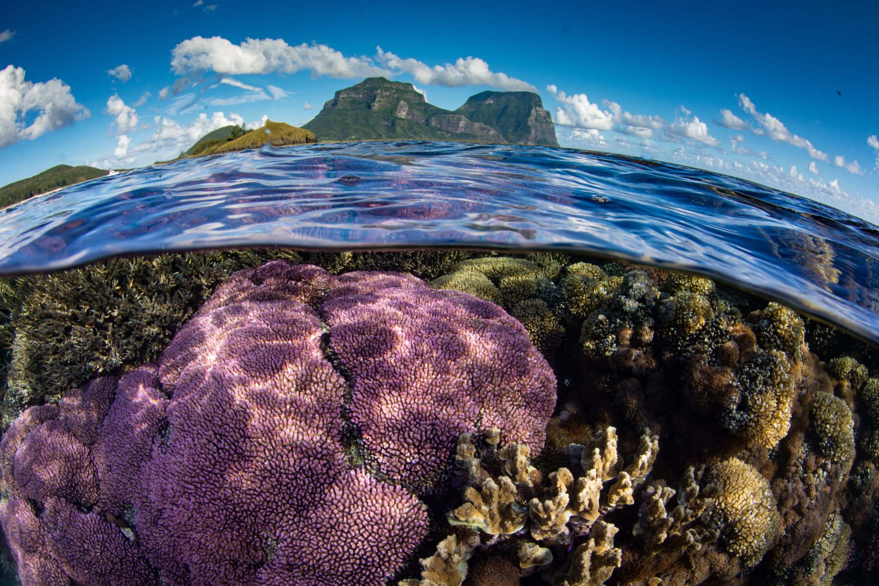 Corals growing in the lagoon of Lord Howe Island