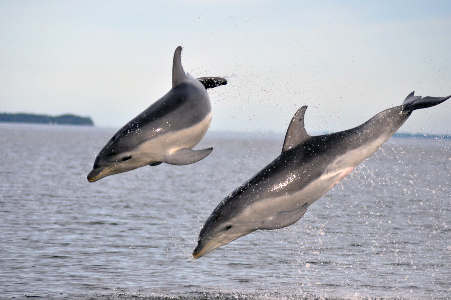 Burrunan dolphins