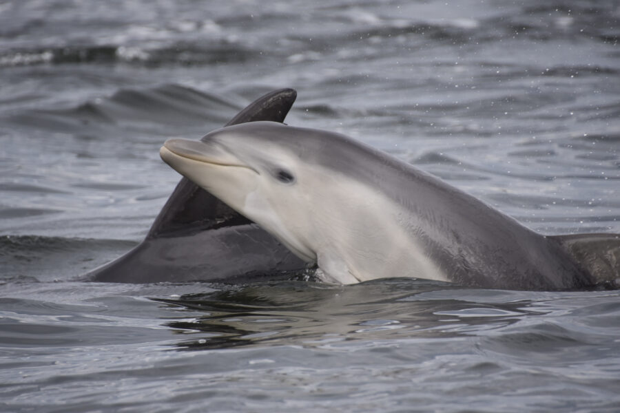 Burrunan dolphins
