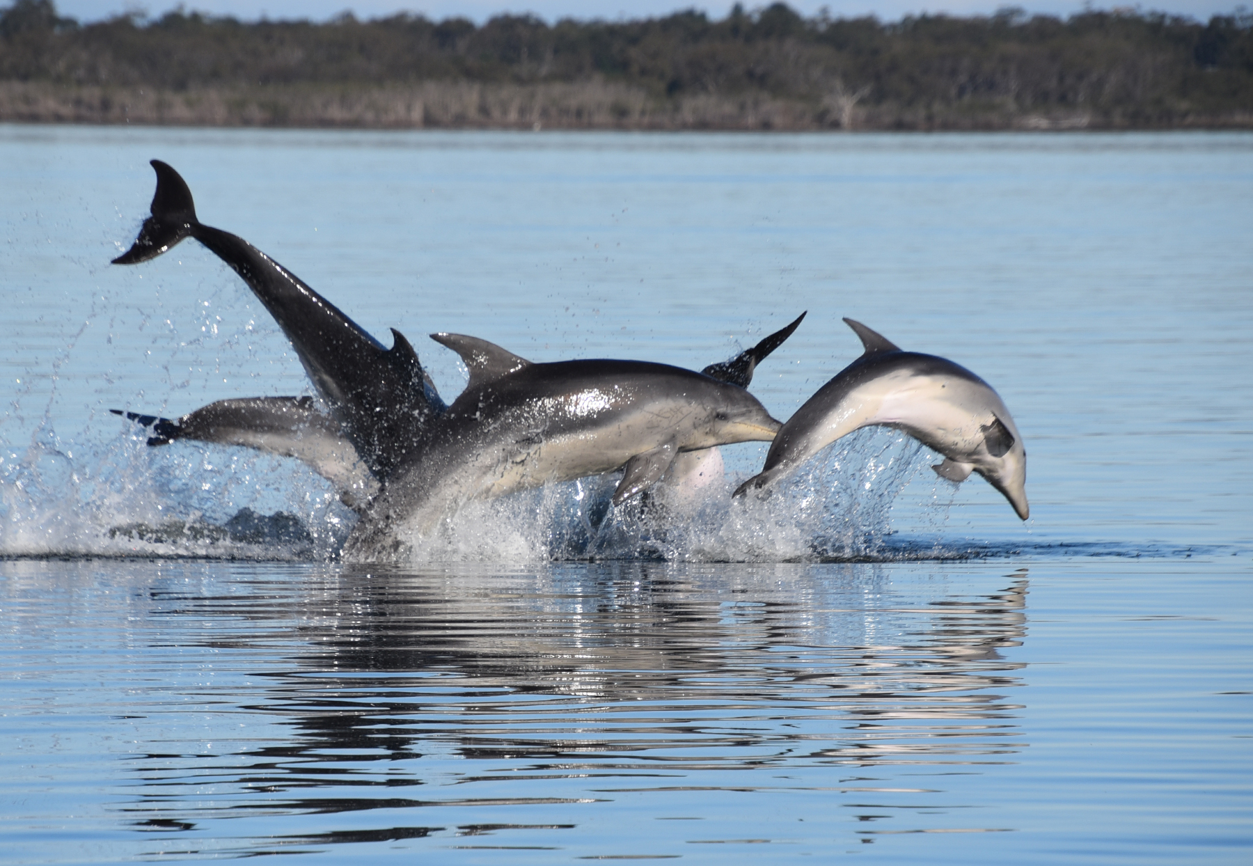 Burrunan dolphins