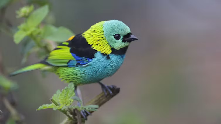 Image for article: Birds use hidden black and white feathers to make their colours pop