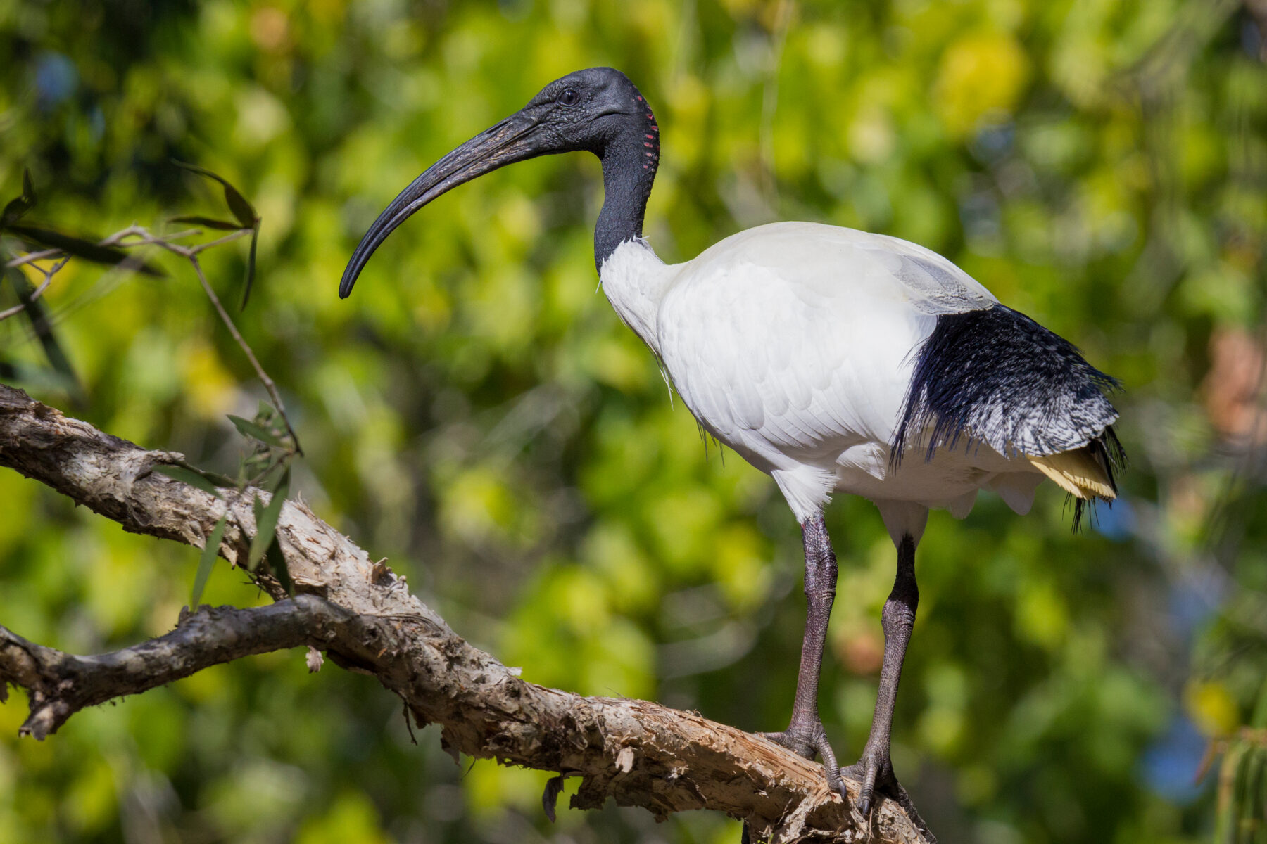 Australian white Ibis perched on tree