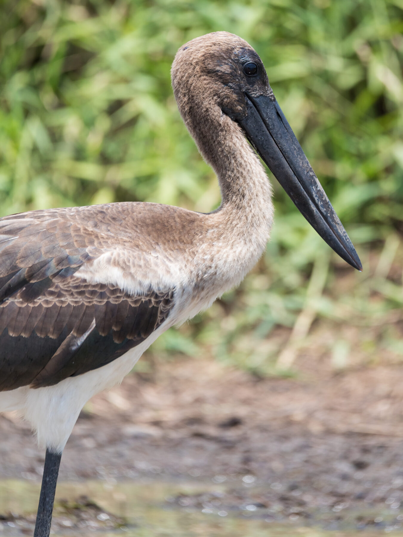 Juvenile black-necked stork