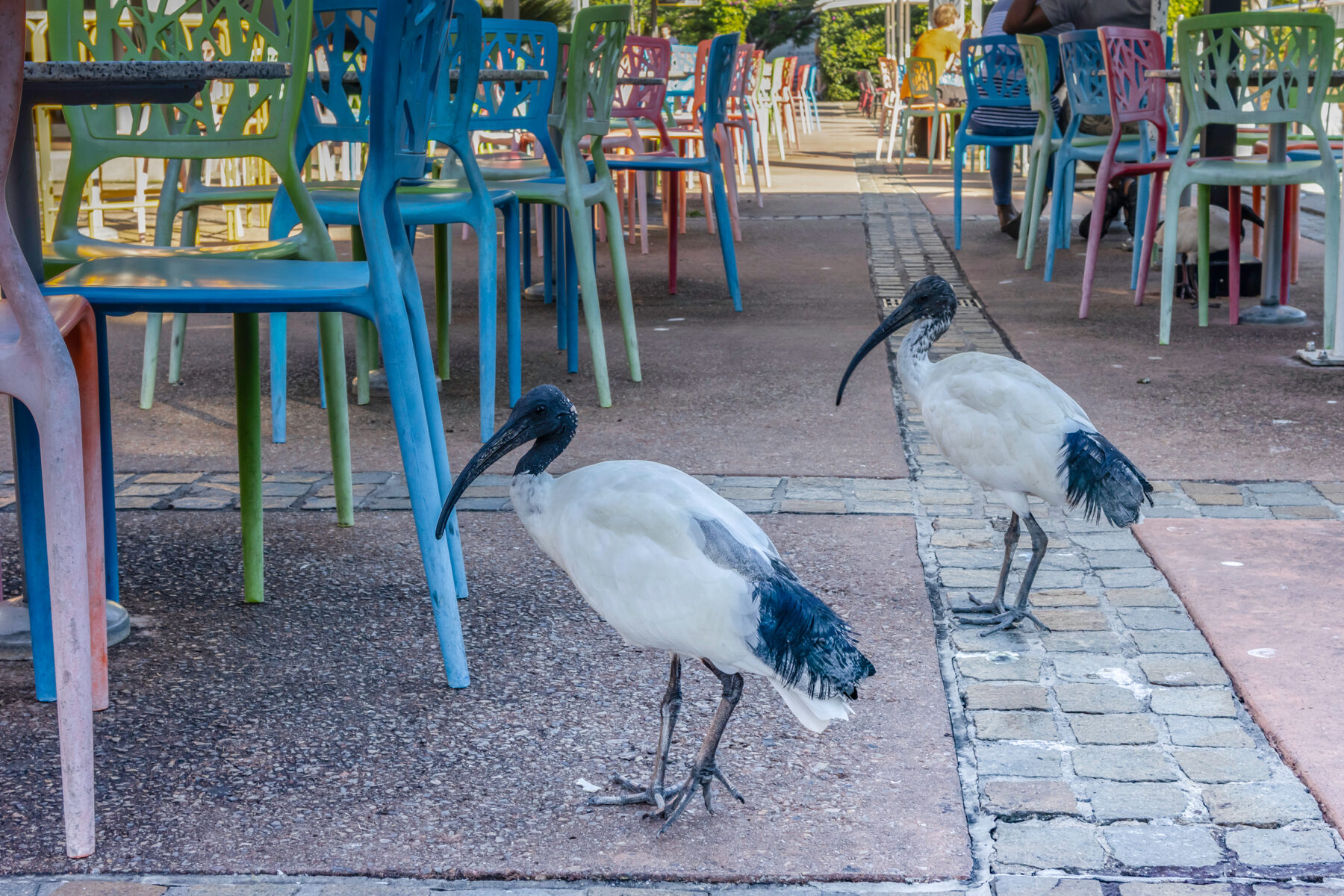 Australian white Ibis in Brisbane CBD