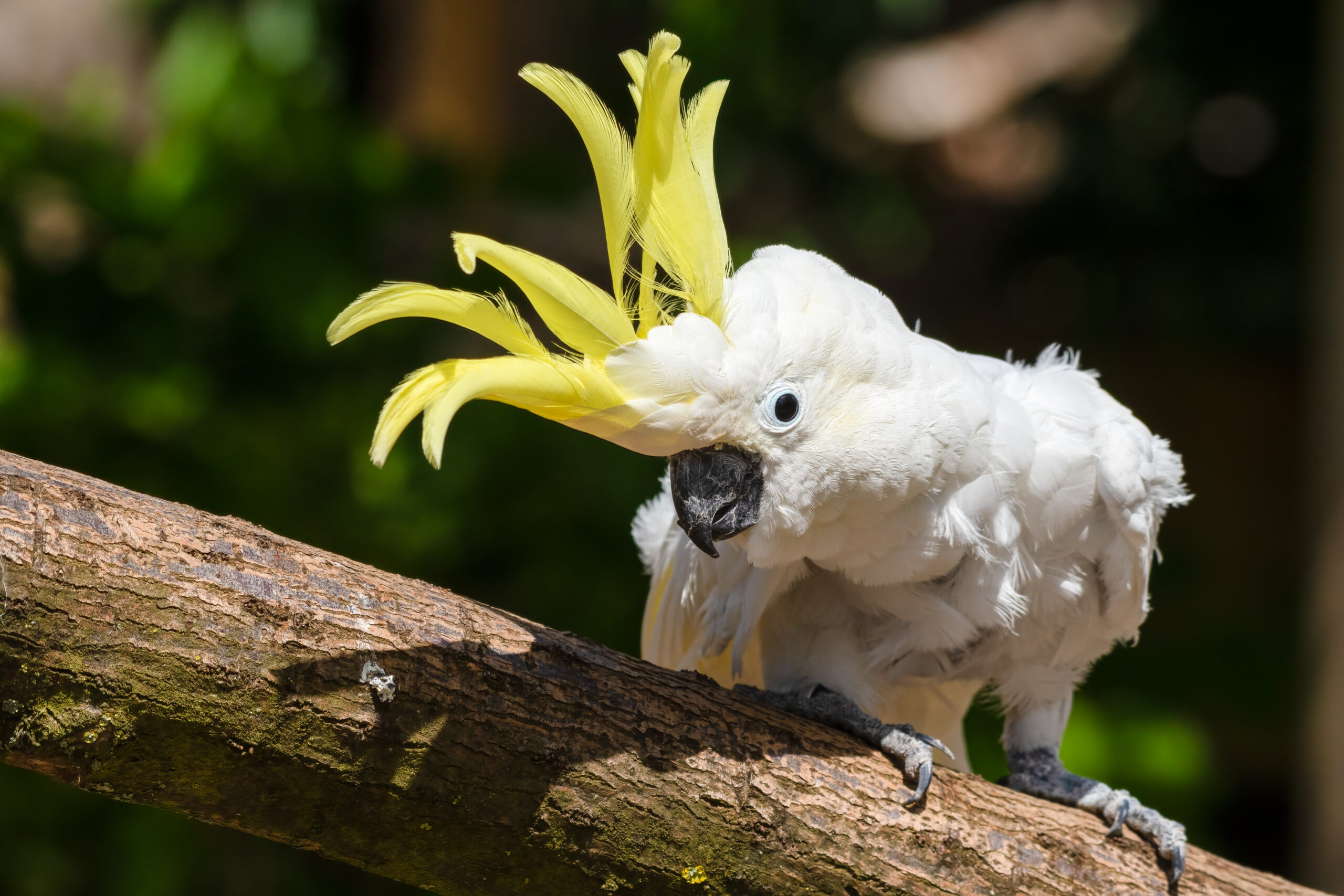Image for article: Cockatoos have 30 different dance moves
