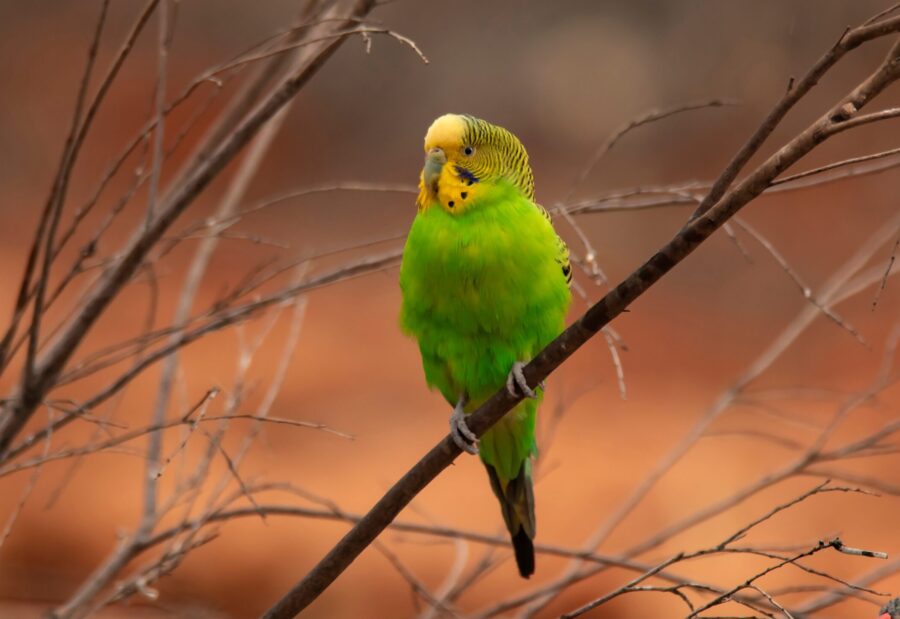 Budgerigar