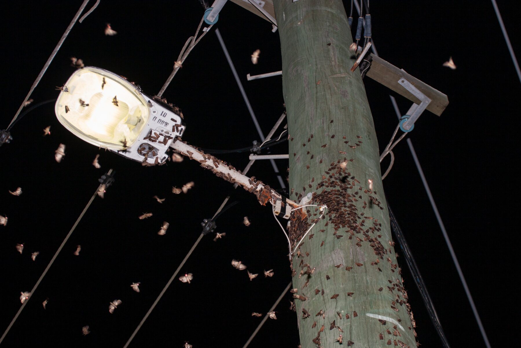 Bogong moths gathered around a street lamp