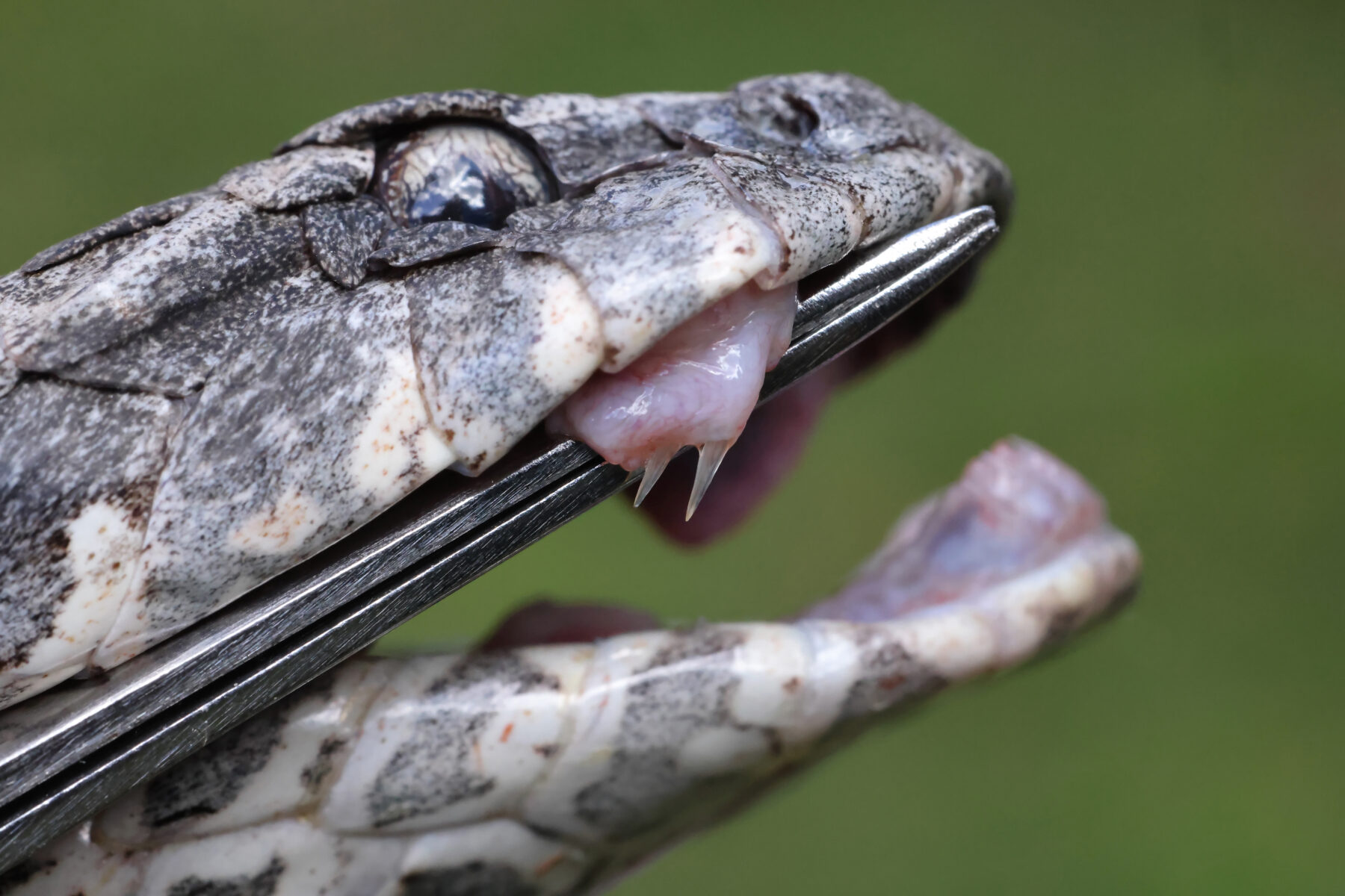 Common death adder