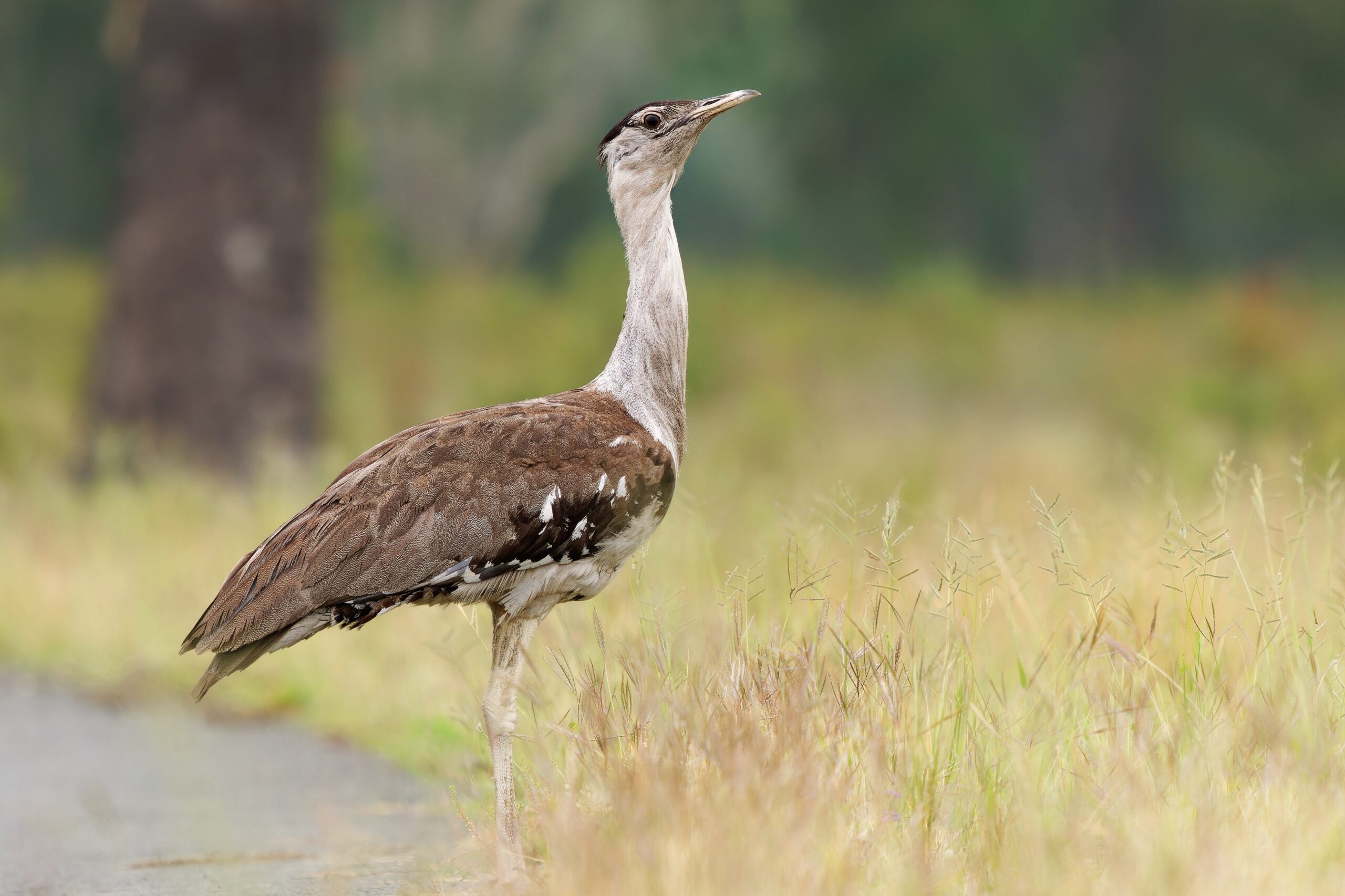 Australian bustard
