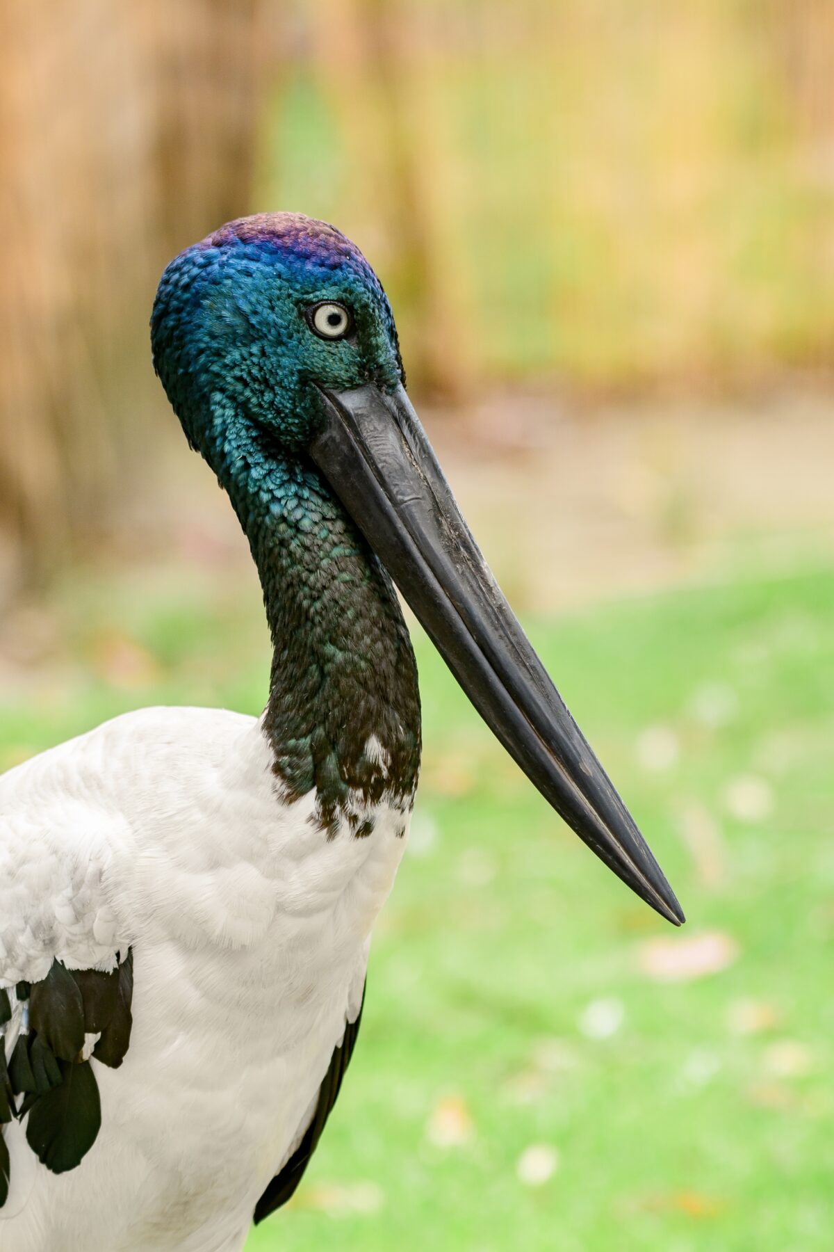 Black-necked stork