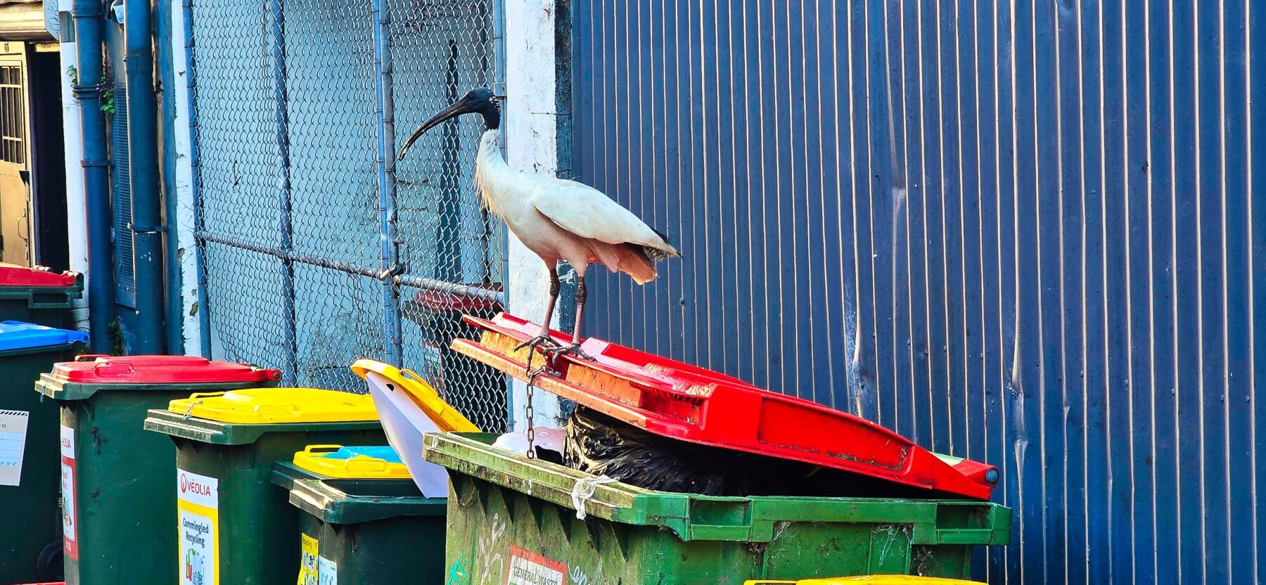 Australian white Ibis perched on a waste bin