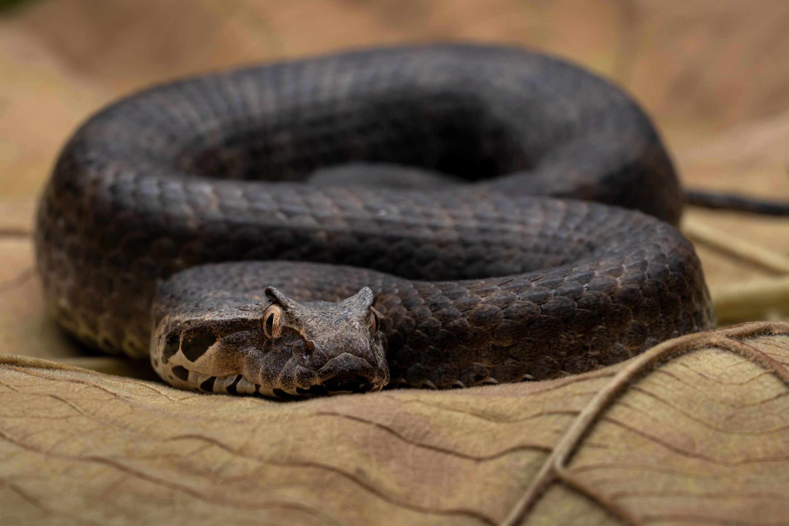 Image for article: The common death adder is phoning it in