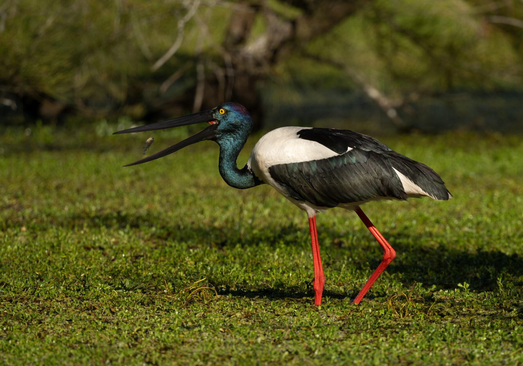Black-necked stork