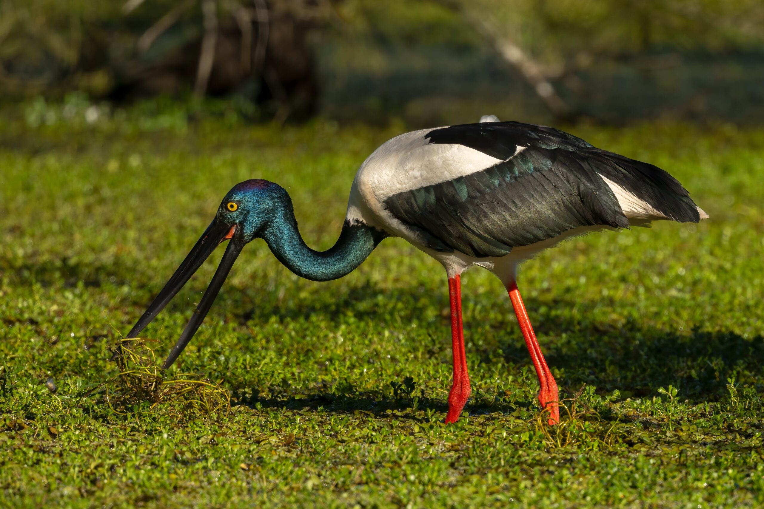 Black-necked stork