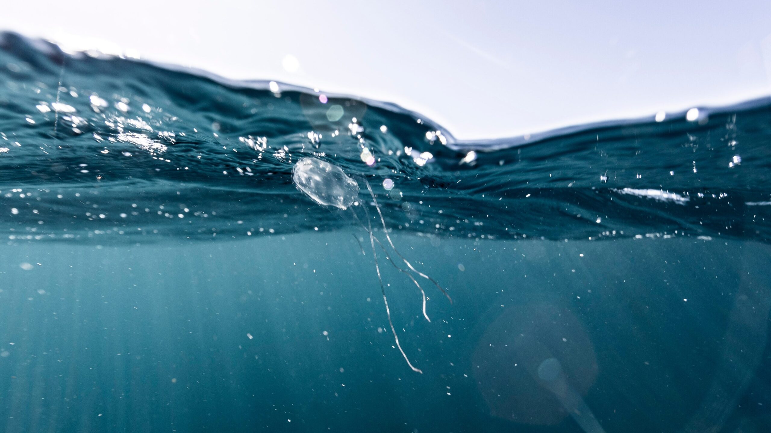 Irukandji jellyfish