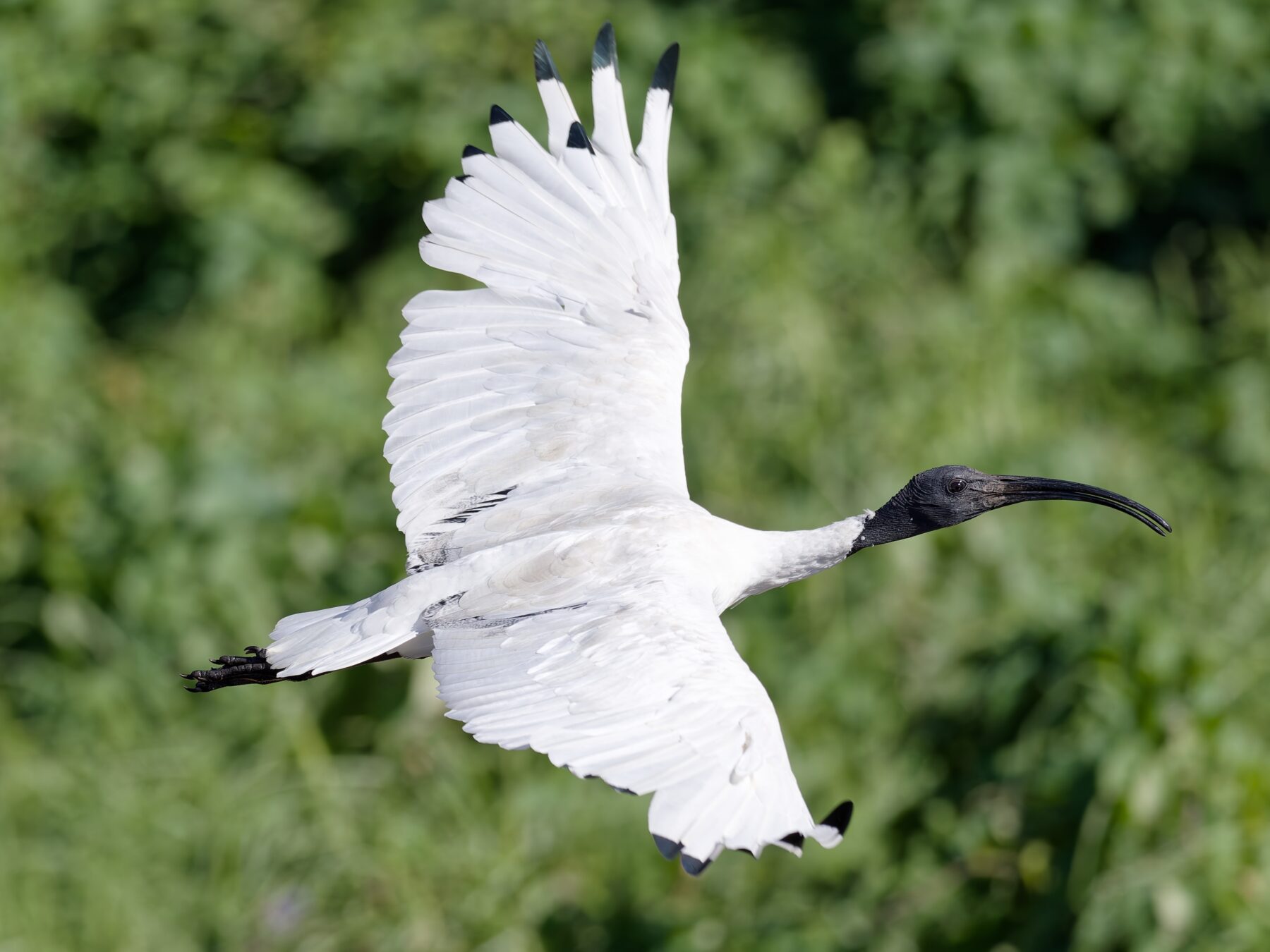 Australian white Ibis flying in wetlands