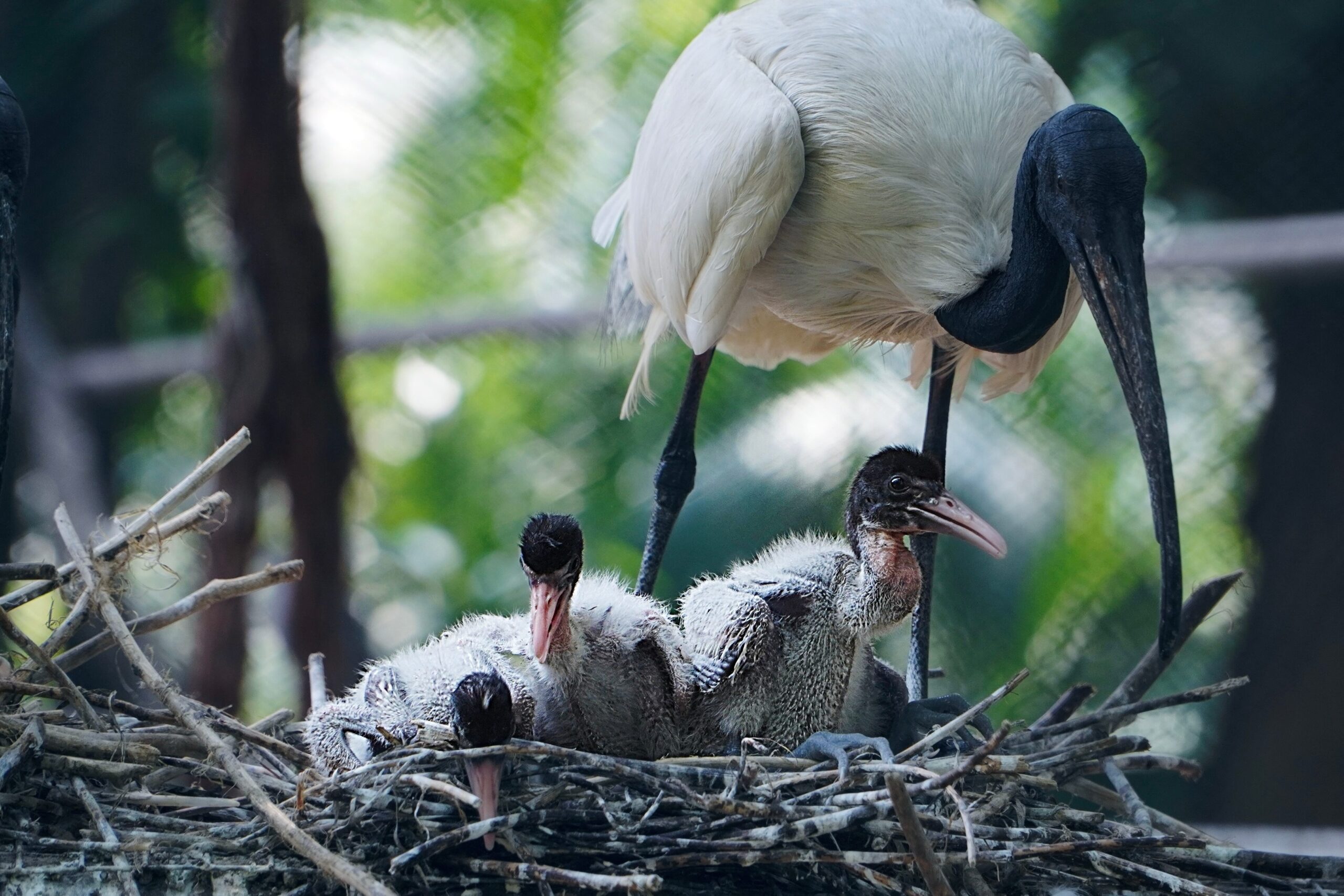 Australian white Ibis with chicks in nest