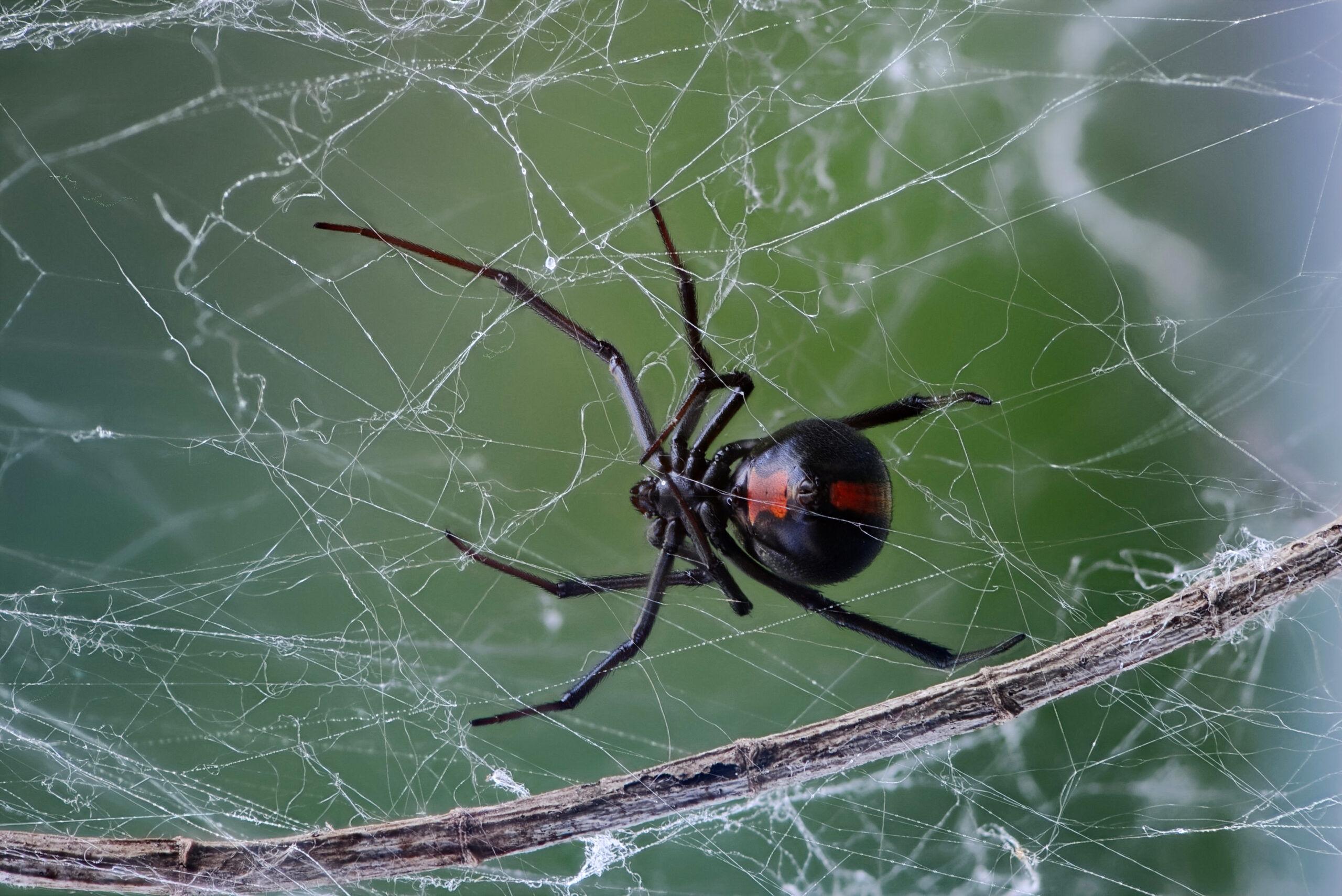 Image for article: Hoarding, sexual cannibalism, and messy webs: Redback spiders live a life of organised chaos