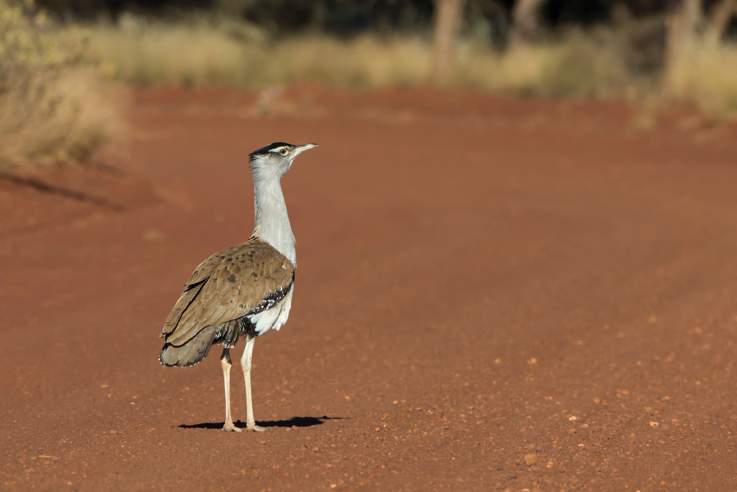 Australian bustard on red dirt road