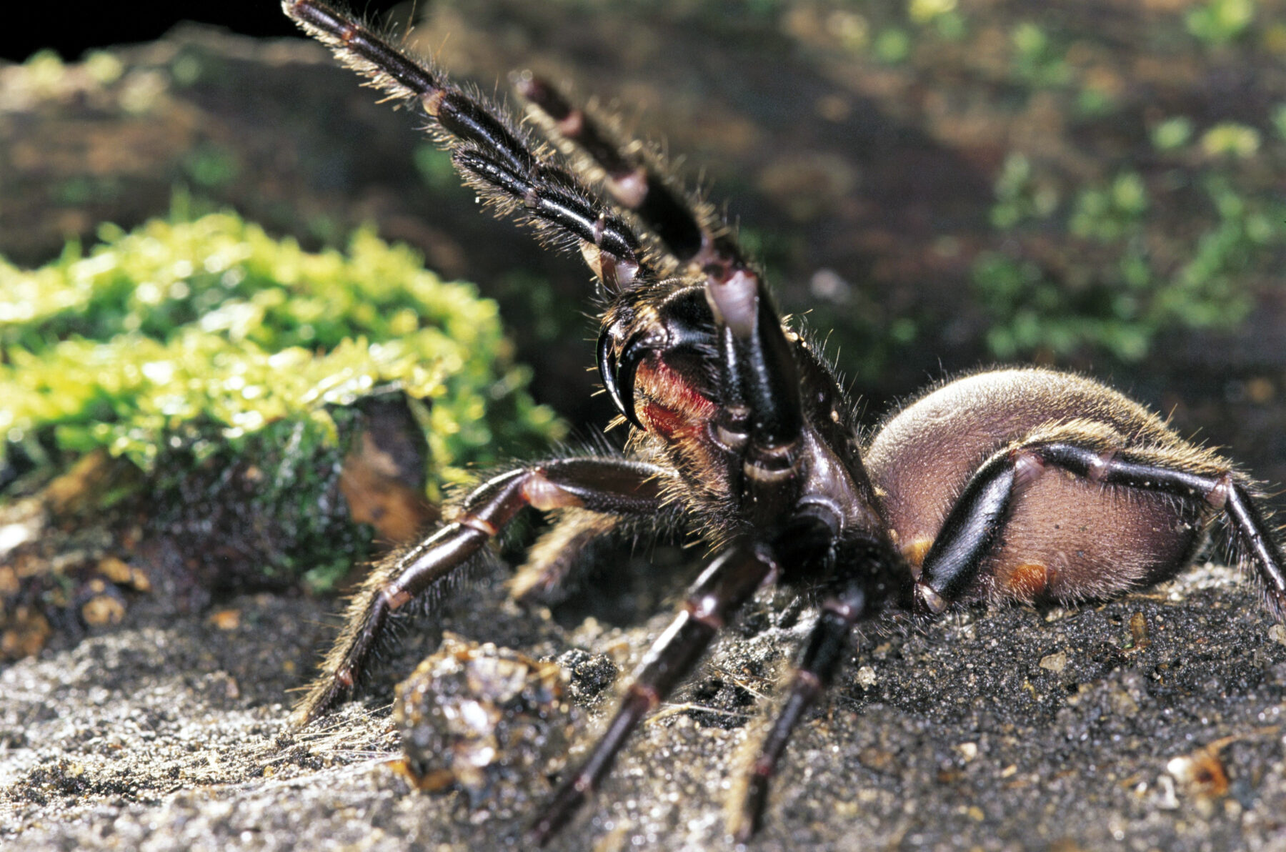 A Sydney funnel-web spider rearing up