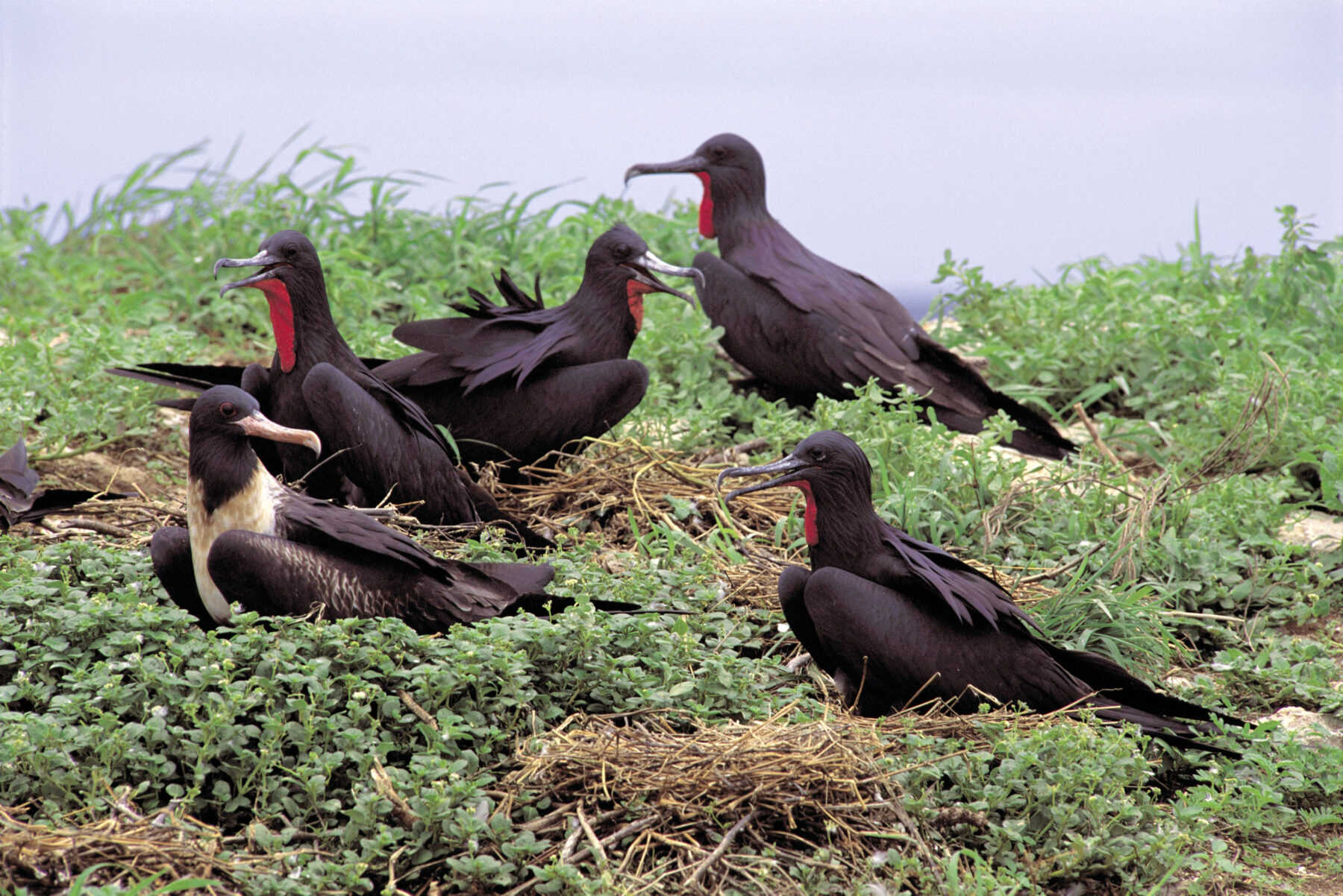 Lesser frigatebirds nesting