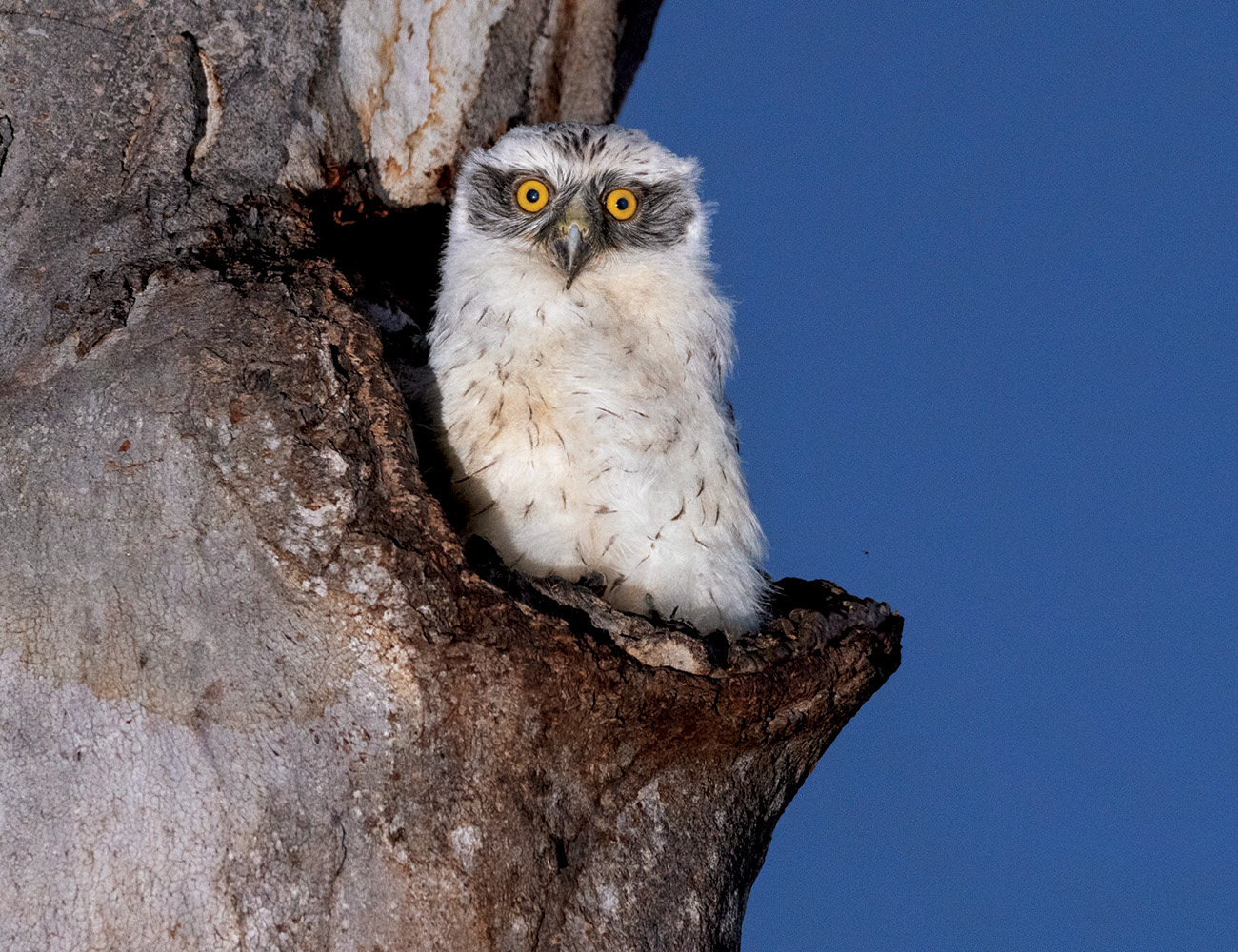 Image for article: How to make younger trees age faster to create homes for wildlife