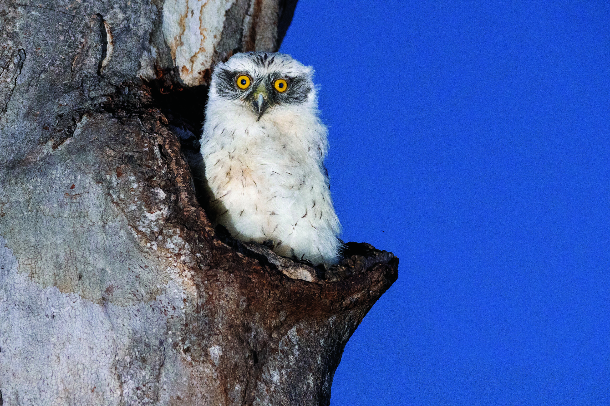 Image for article: How to make younger trees age faster to create homes for wildlife