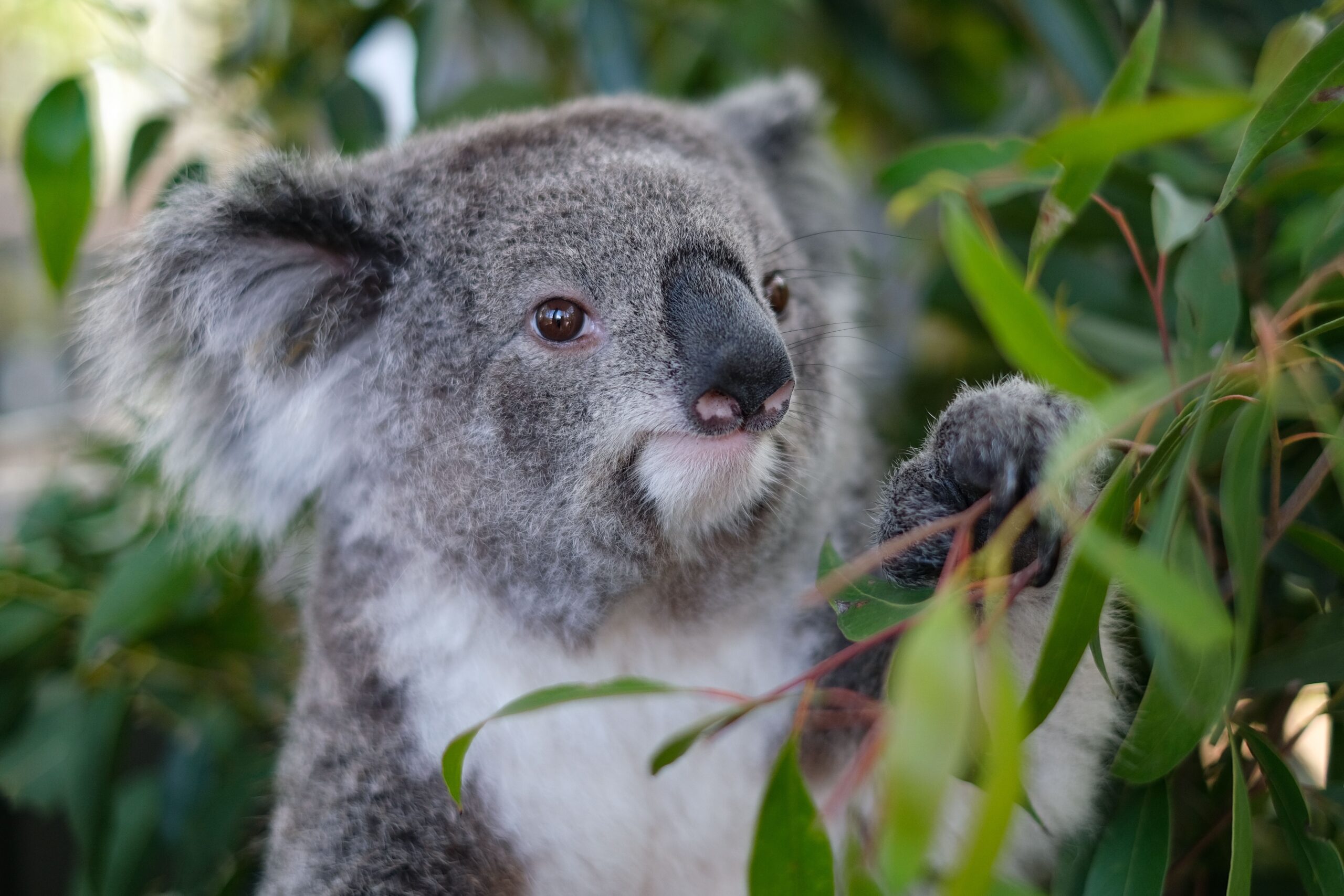 Image for article: Australia’s first koala national park to go ahead in NSW