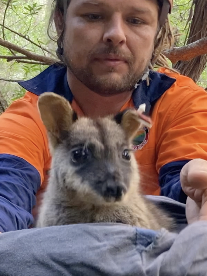 Bryce Baxter, Gunaikurnai ranger, releasing one of five brush-tailed rock-wallabies