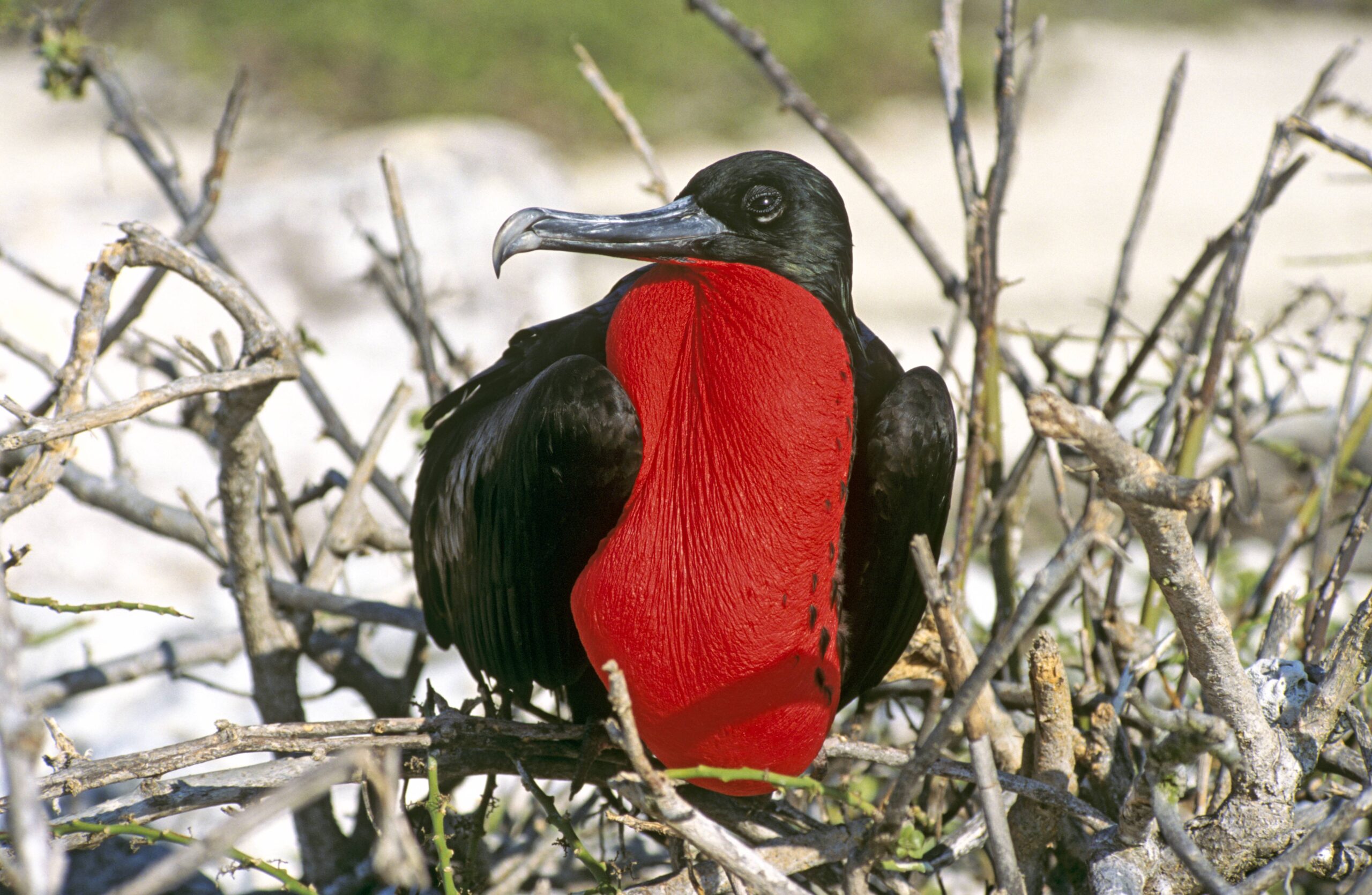 Image for article: Frigatebirds make other birds vomit — and then they eat it