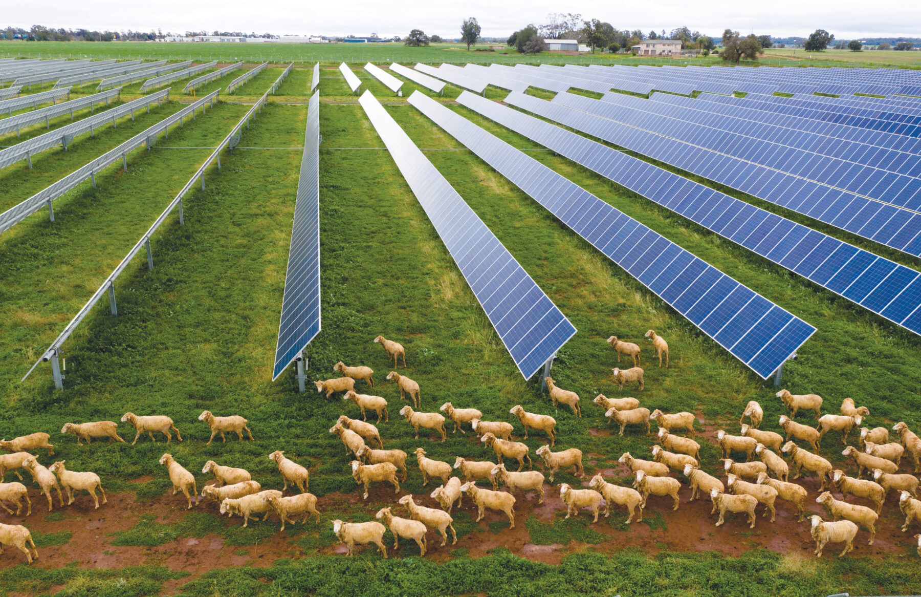 A 55-hectare array of solar panels on a farm