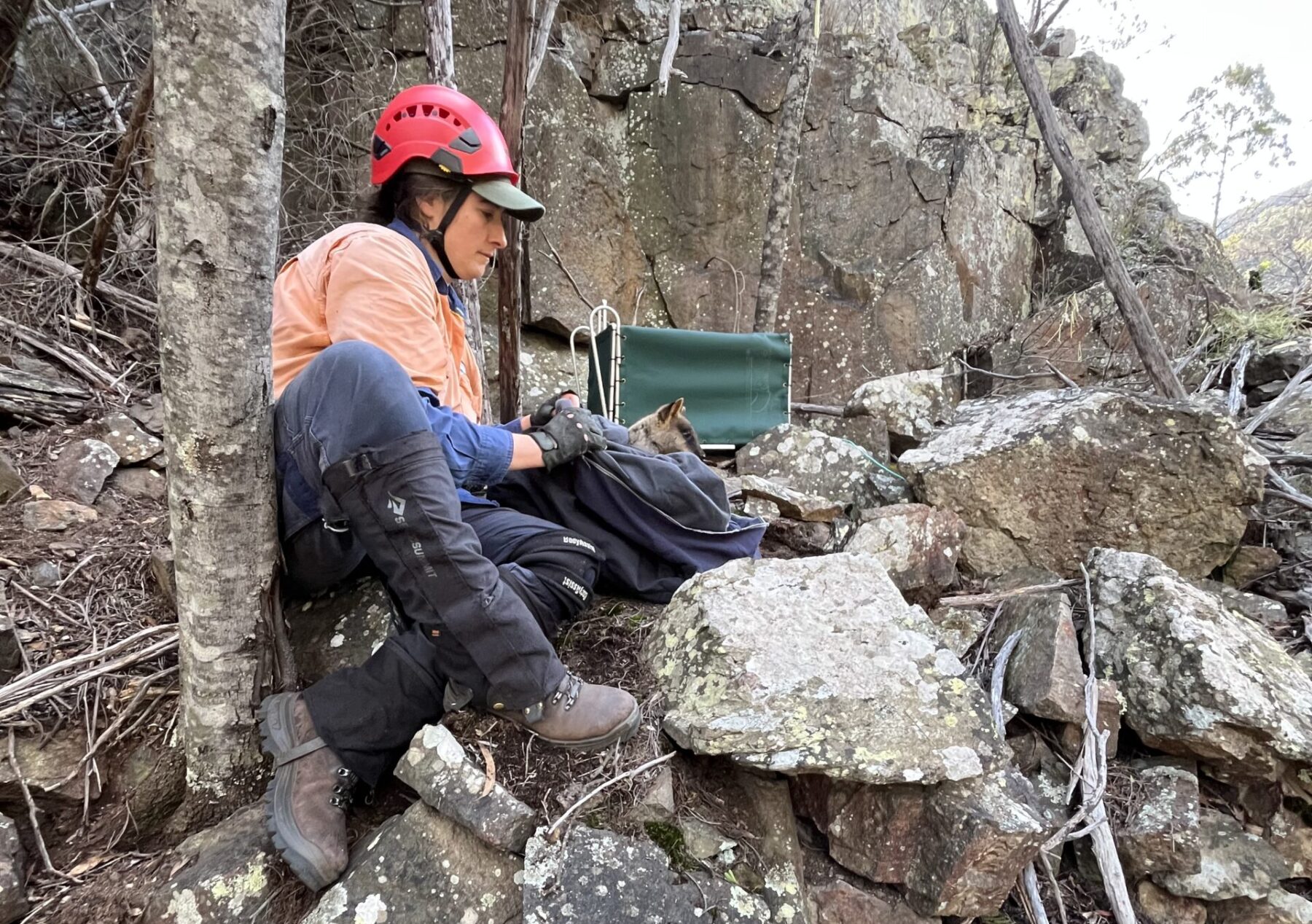 Parks Victoria ranger Ella Carr releases one of five captive-bred Mount Rothwell Sanctuary brush-tailed rock-wallabies