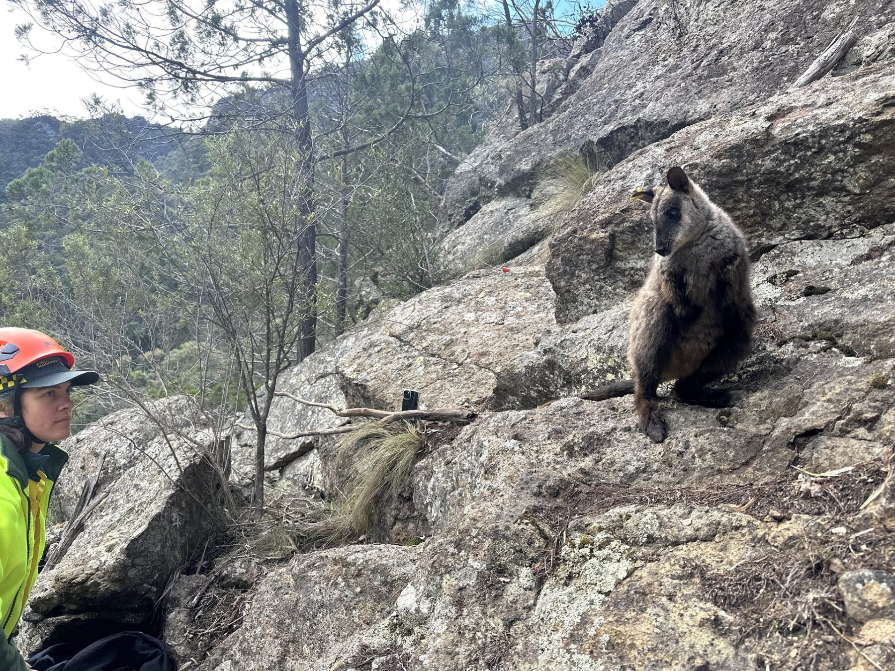 Parks Victoria ranger Ella Carr releases one of five captive-bred Mount Rothwell Sanctuary brush-tailed rock-wallabies in the Snowy River National Park