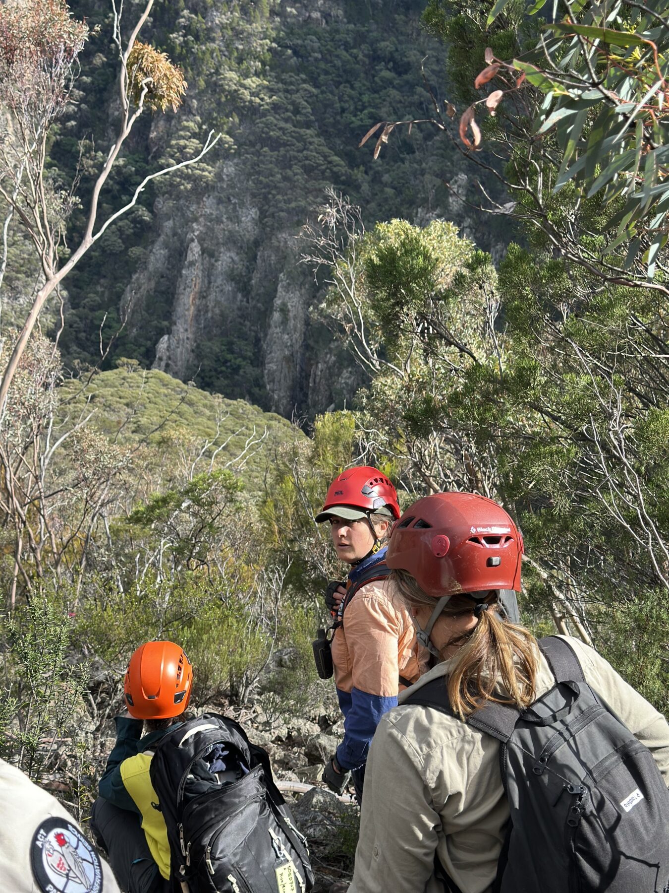 Rangers transporting brush-tailed rock-wallabies in backpacks