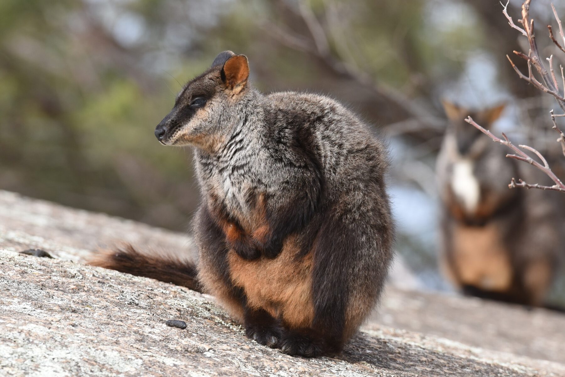 Brush-tailed rock-wallabies