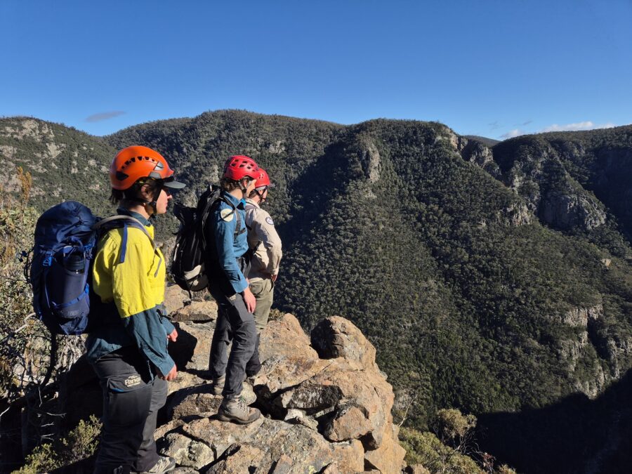 Rangers transporting brush-tailed rock-wallabies in backpacks