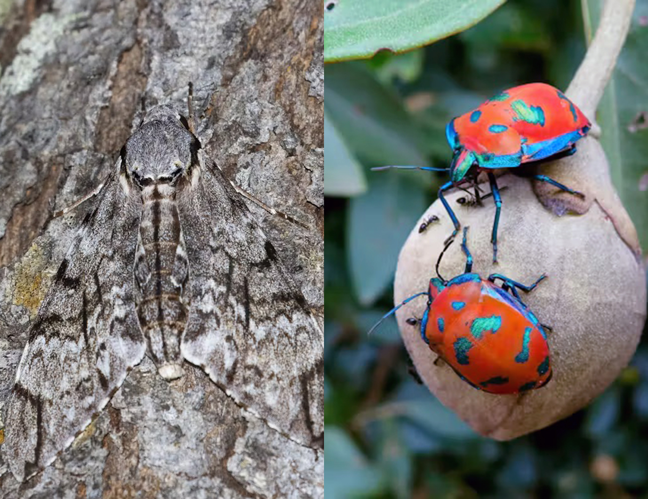 Image for article: Colour or camouflage?