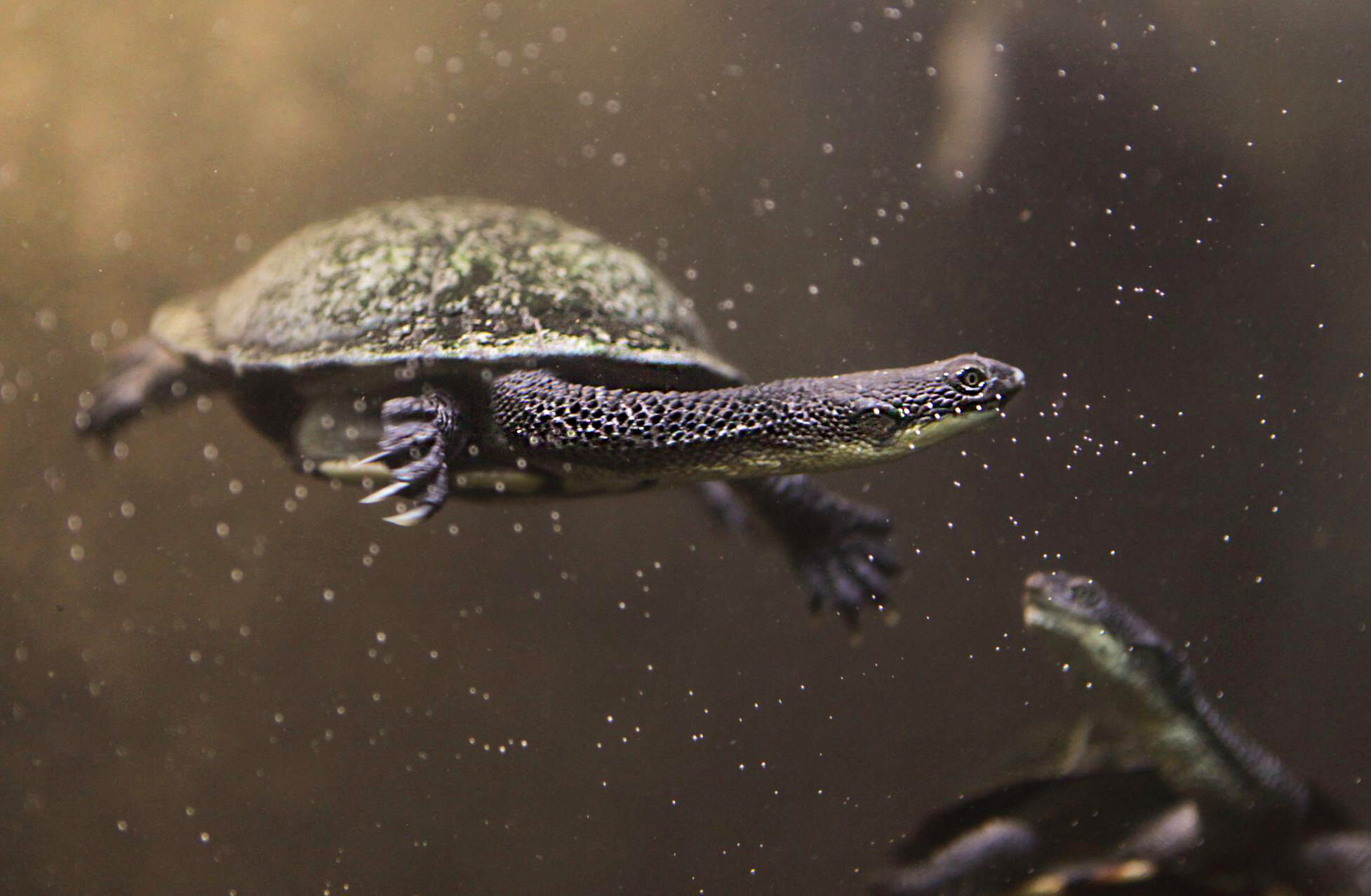 Image for article: The tale of ‘Lucky’ the turtle