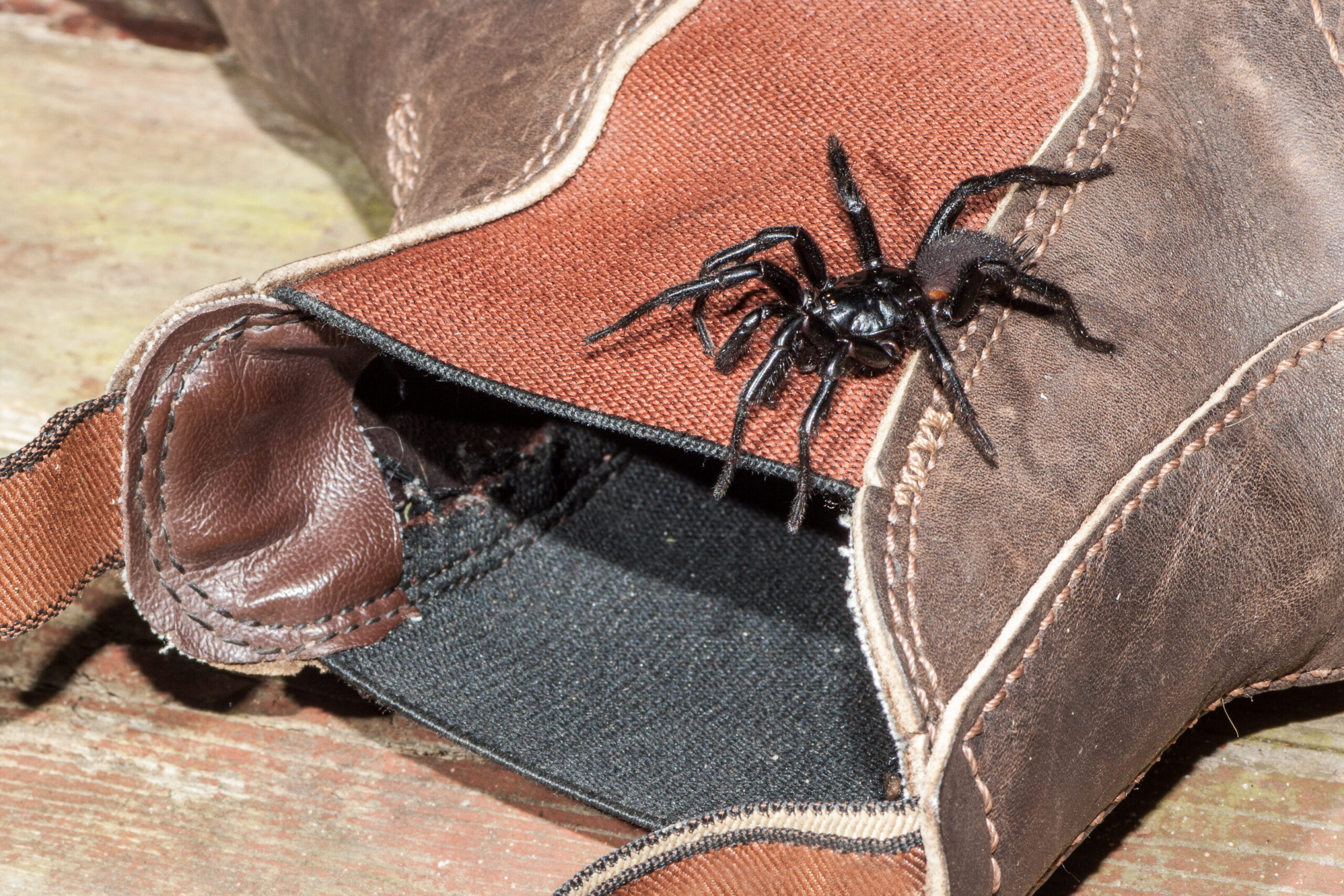 A Sydney funnel-web spider on a boot