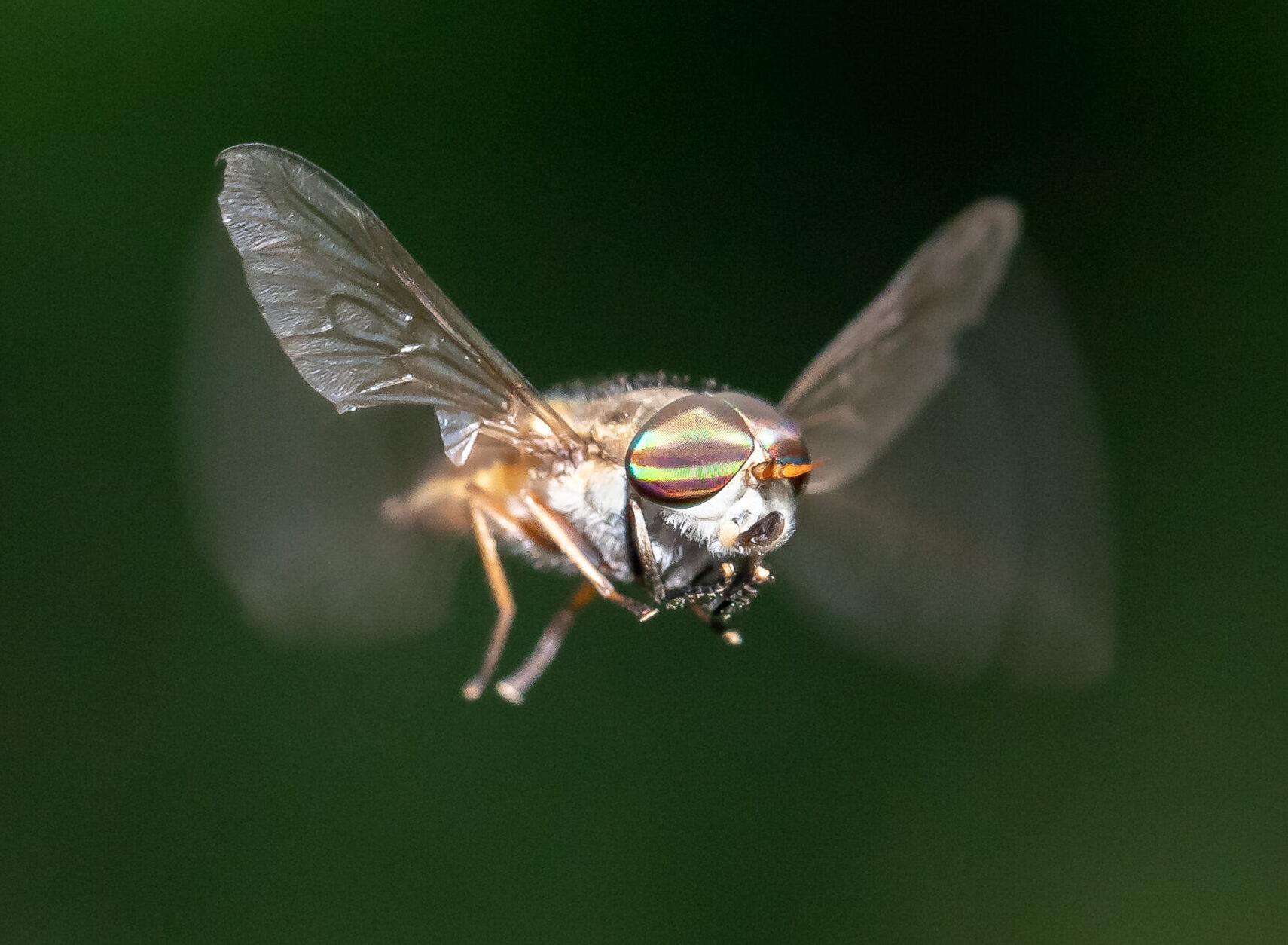 Image for article: Why march flies will never give up on you
