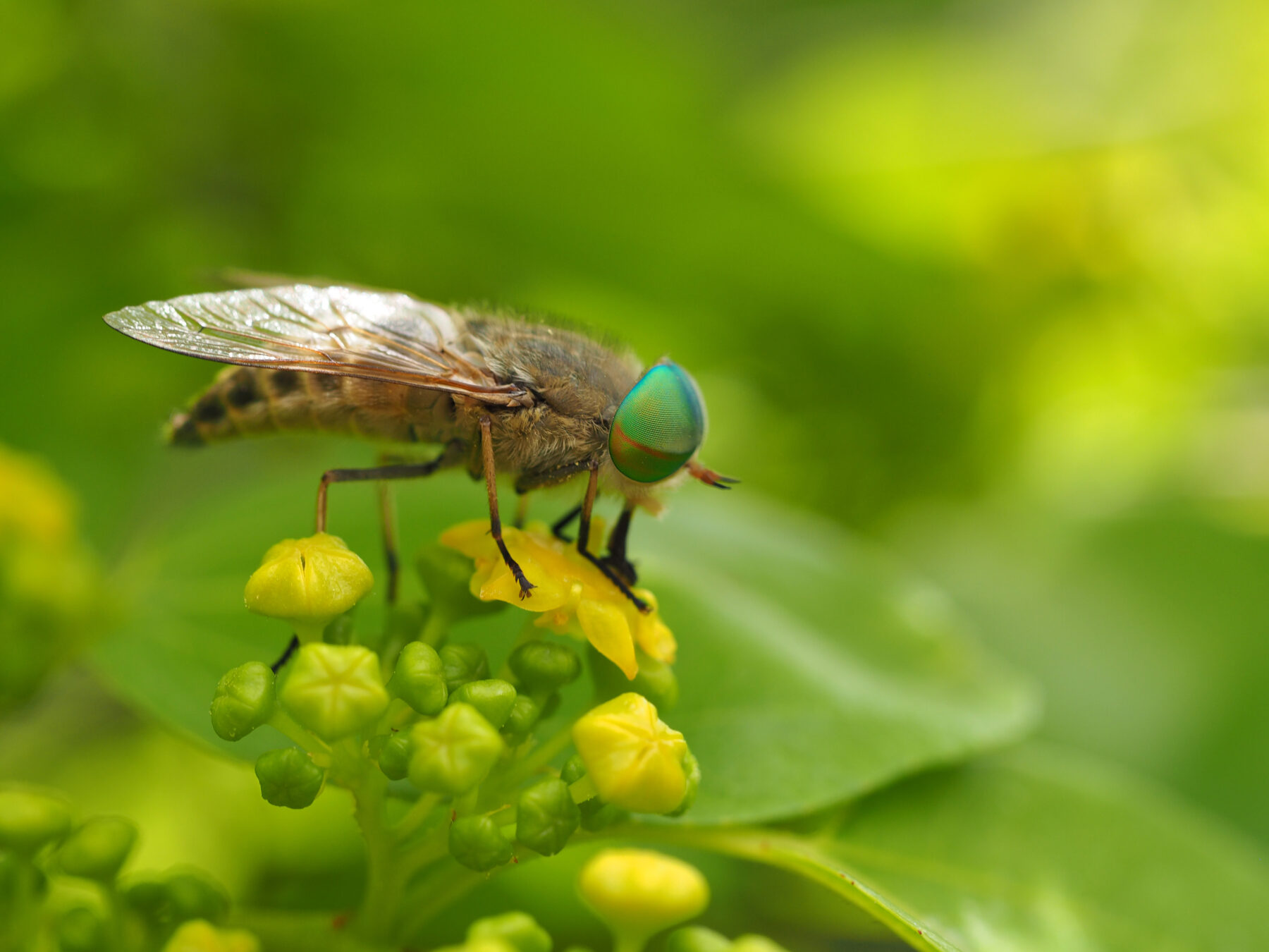 March fly eats the nectar of a flower