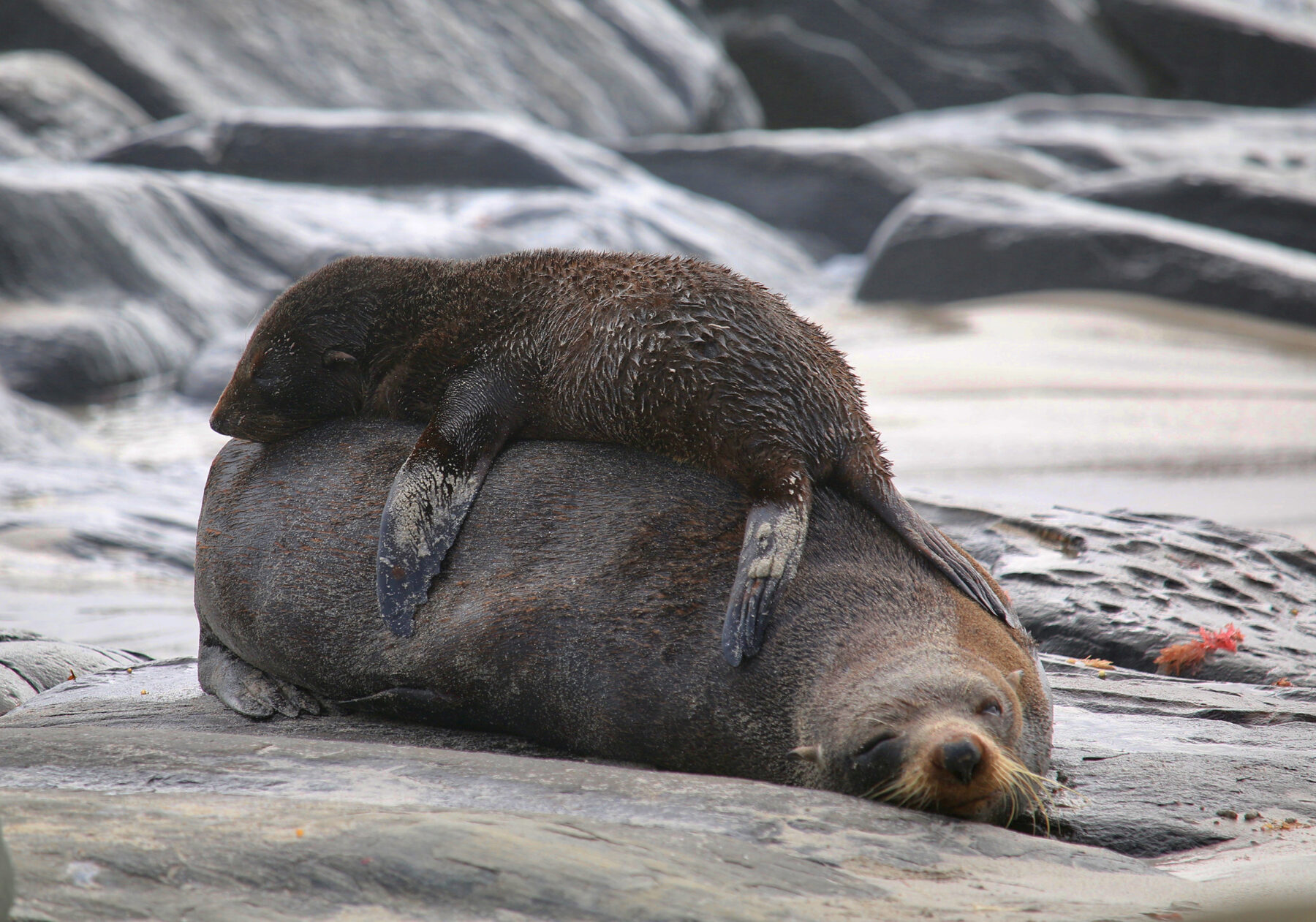 Spare a thought for female Australian fur seals