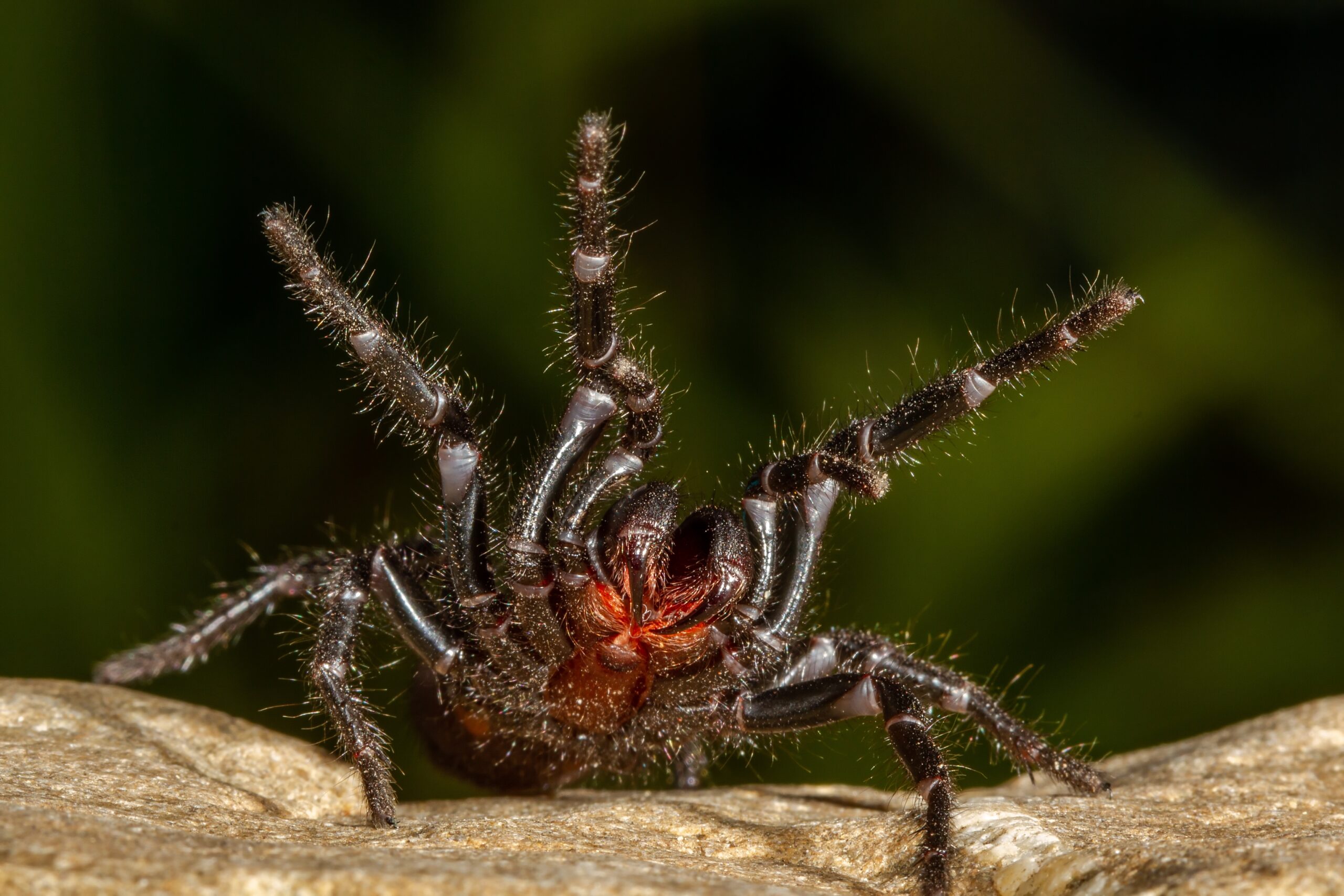Image for article: Funnel-web spiders are Australia’s deadliest? Not for our pets