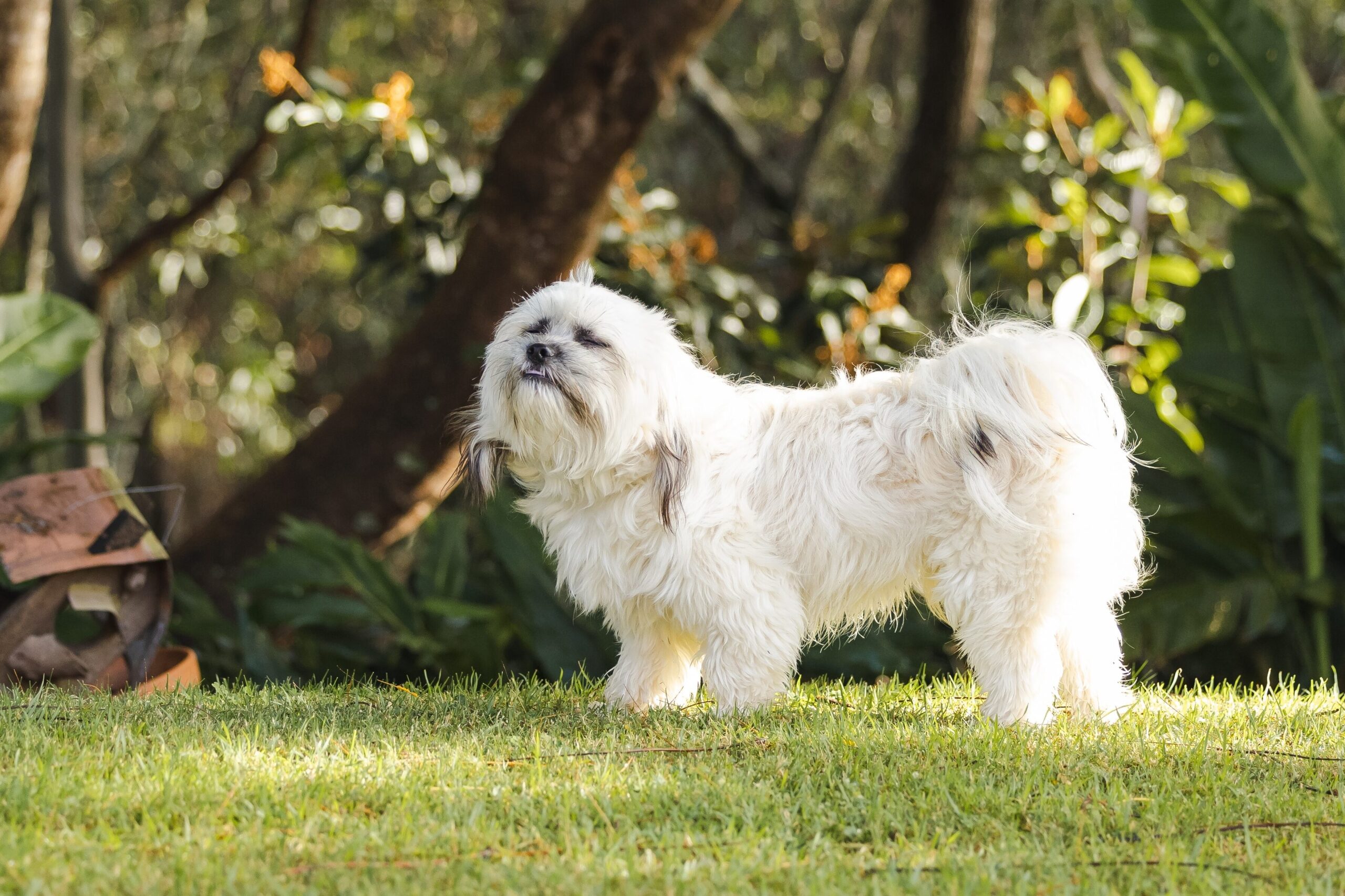 A pet dog in a backyard