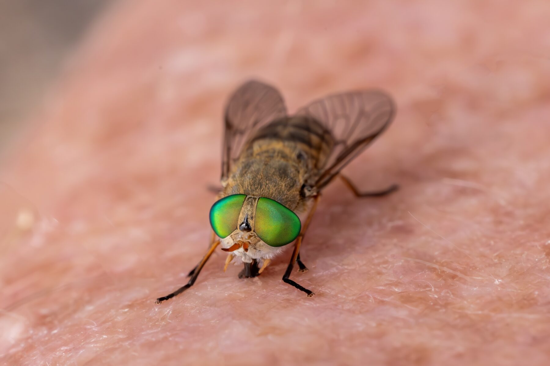 Close-up of a female march fly feeding on a person's skin